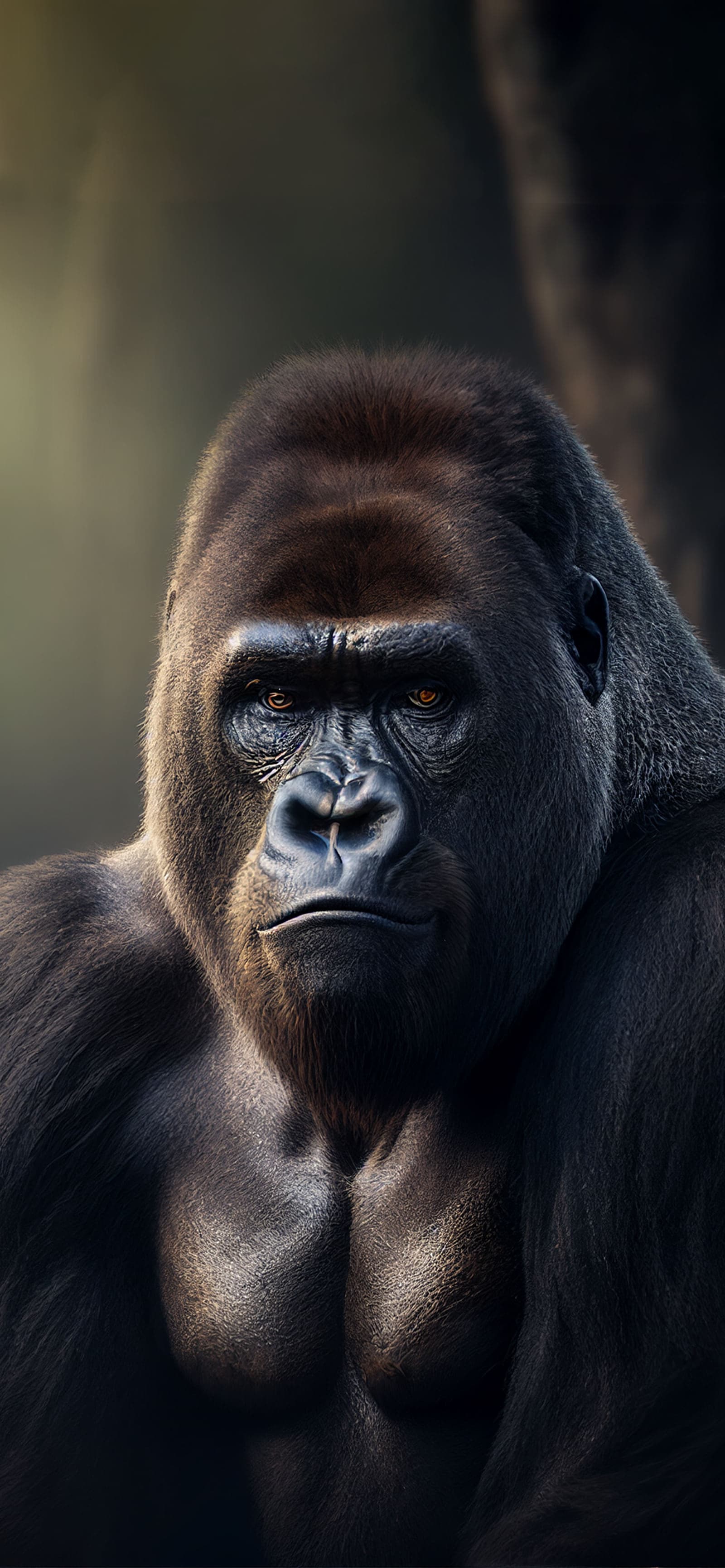 Gorilla Intense Stare - Pro phone wallpaper