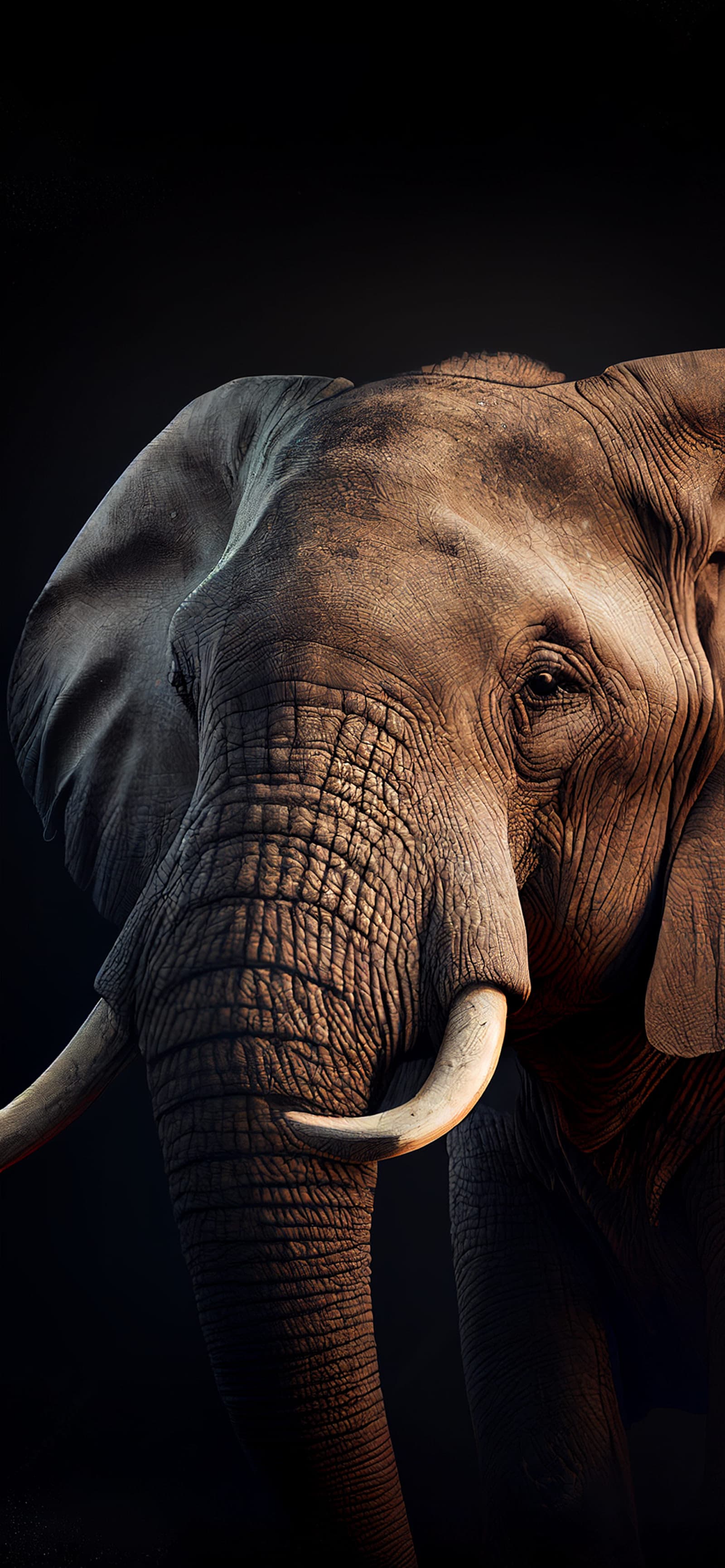 Elephant Dark Portrait - Pro phone wallpaper