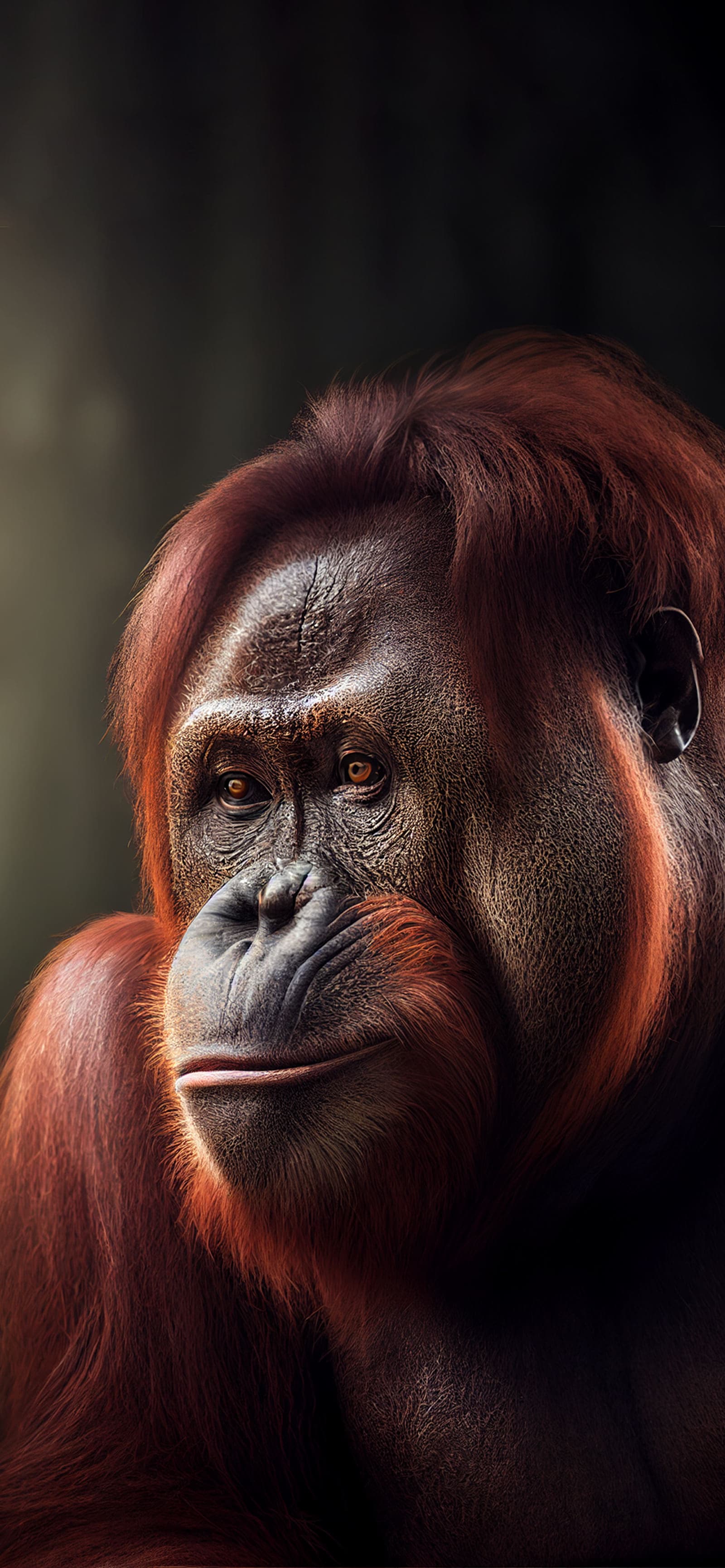 Orangutan Close-Up - Pro phone wallpaper
