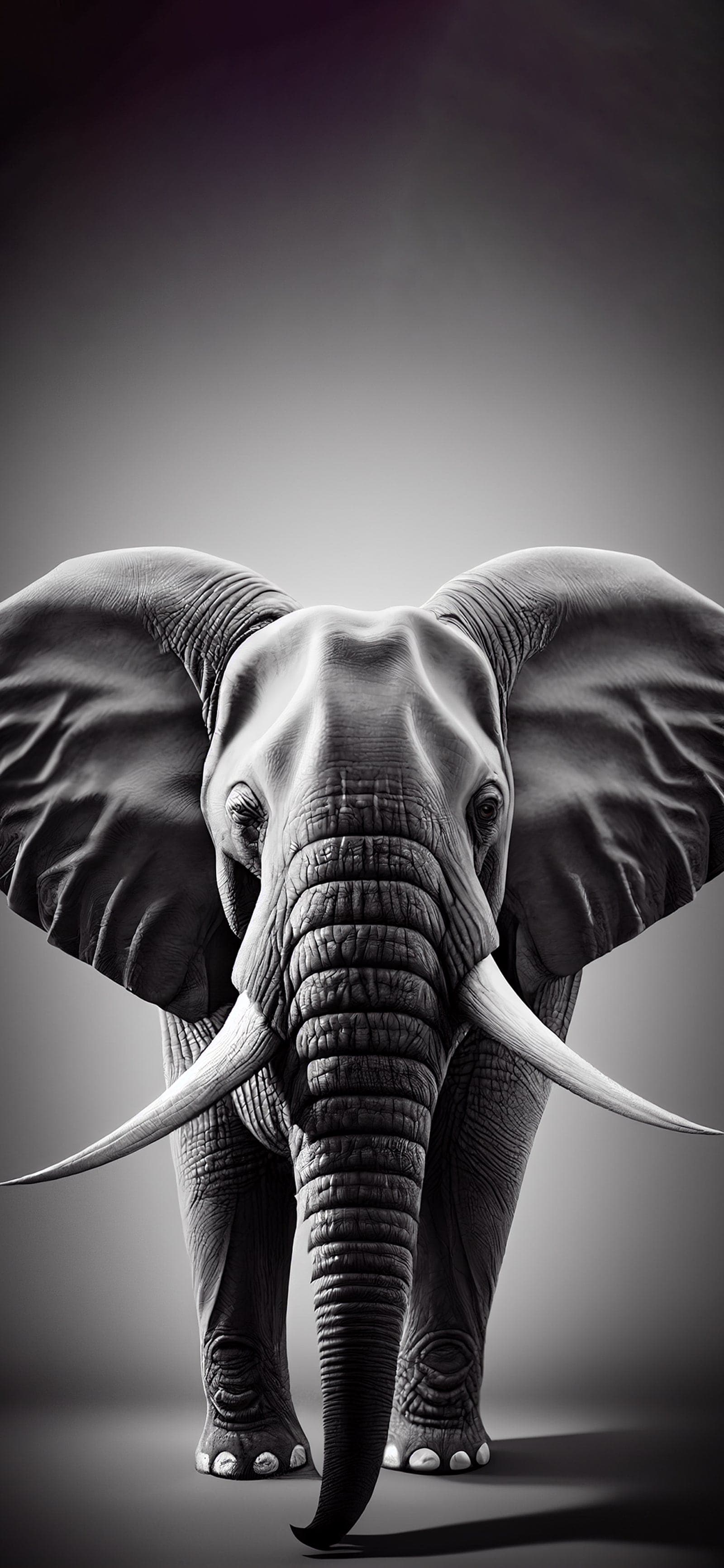 Elephant Monochrome Portrait - Pro phone wallpaper