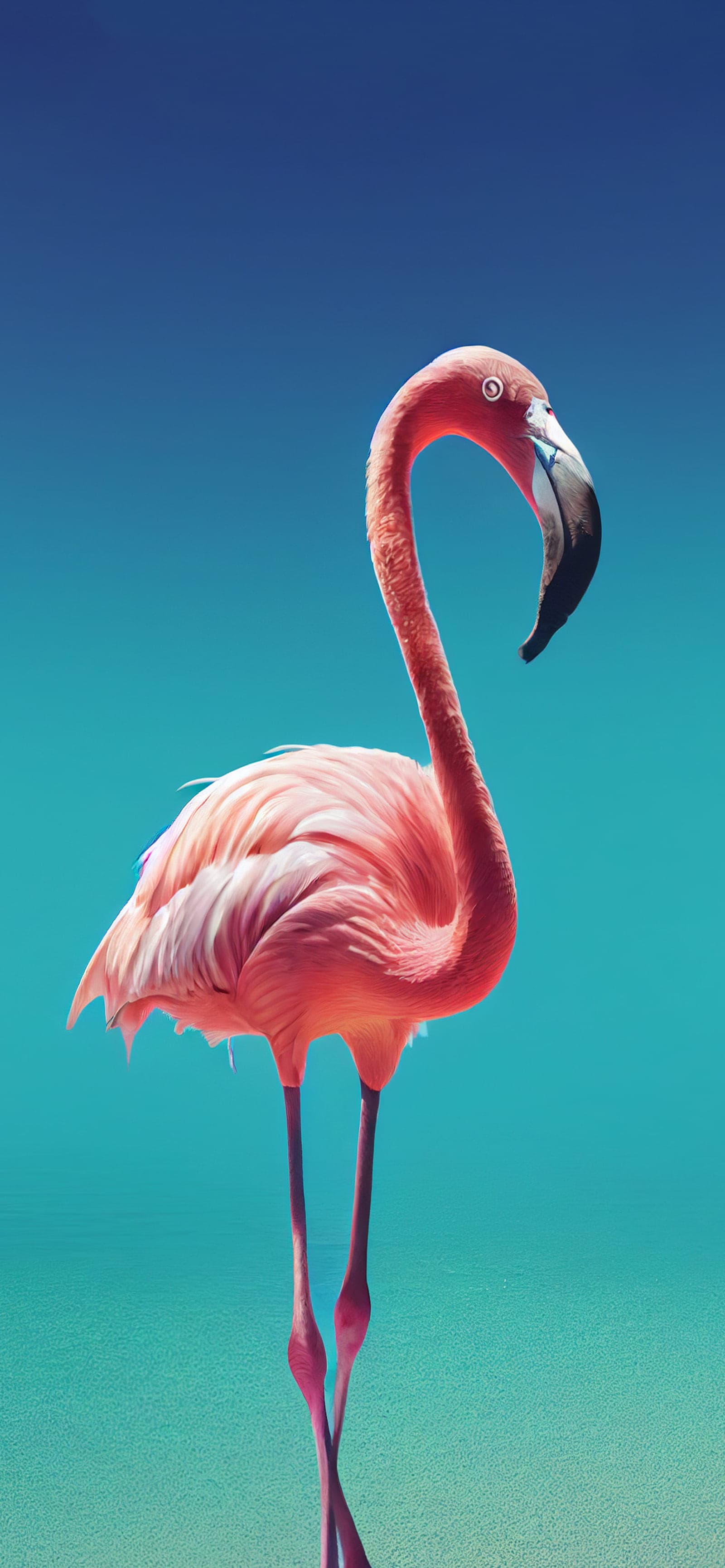 Turquoise Flamingo Beauty - Pro phone wallpaper