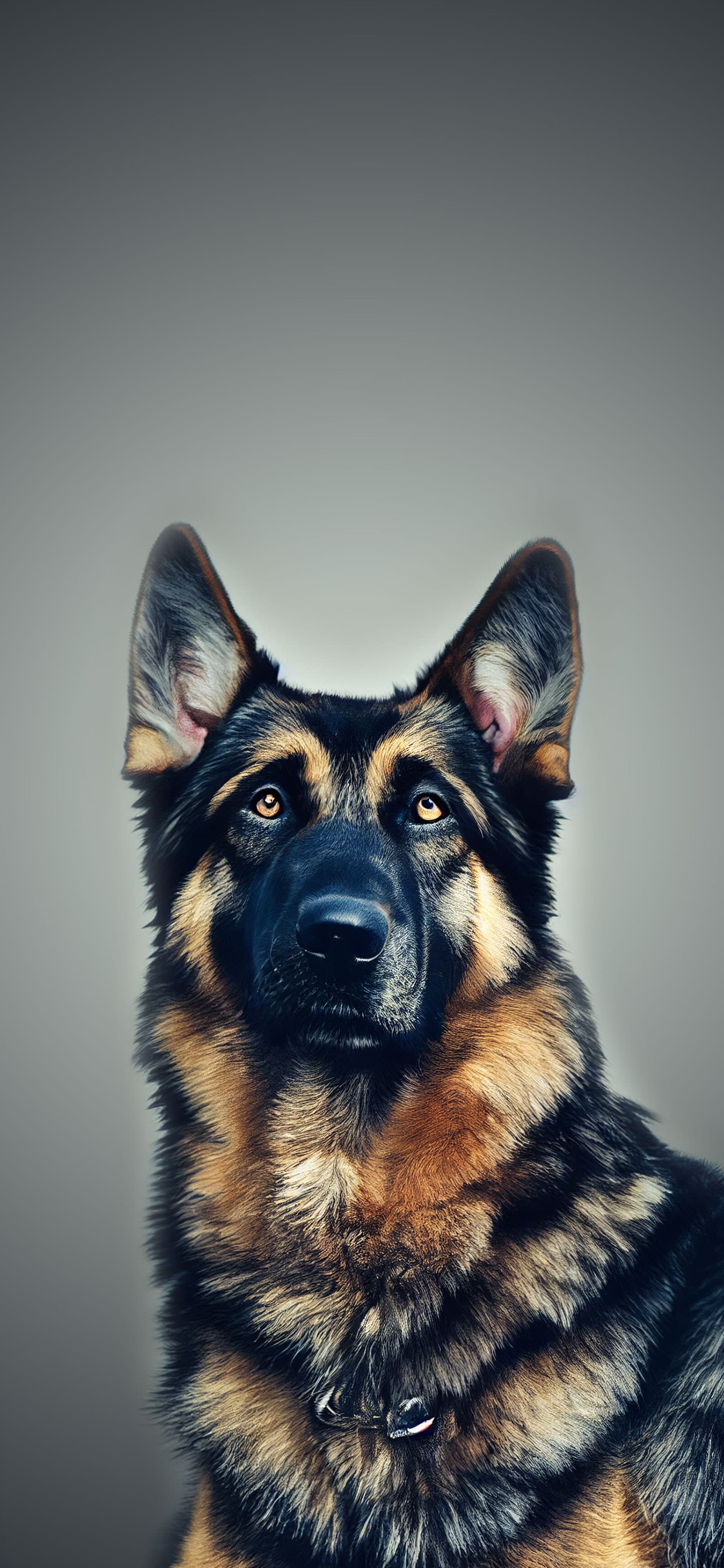 German Shepherd Stare - Pro phone wallpaper