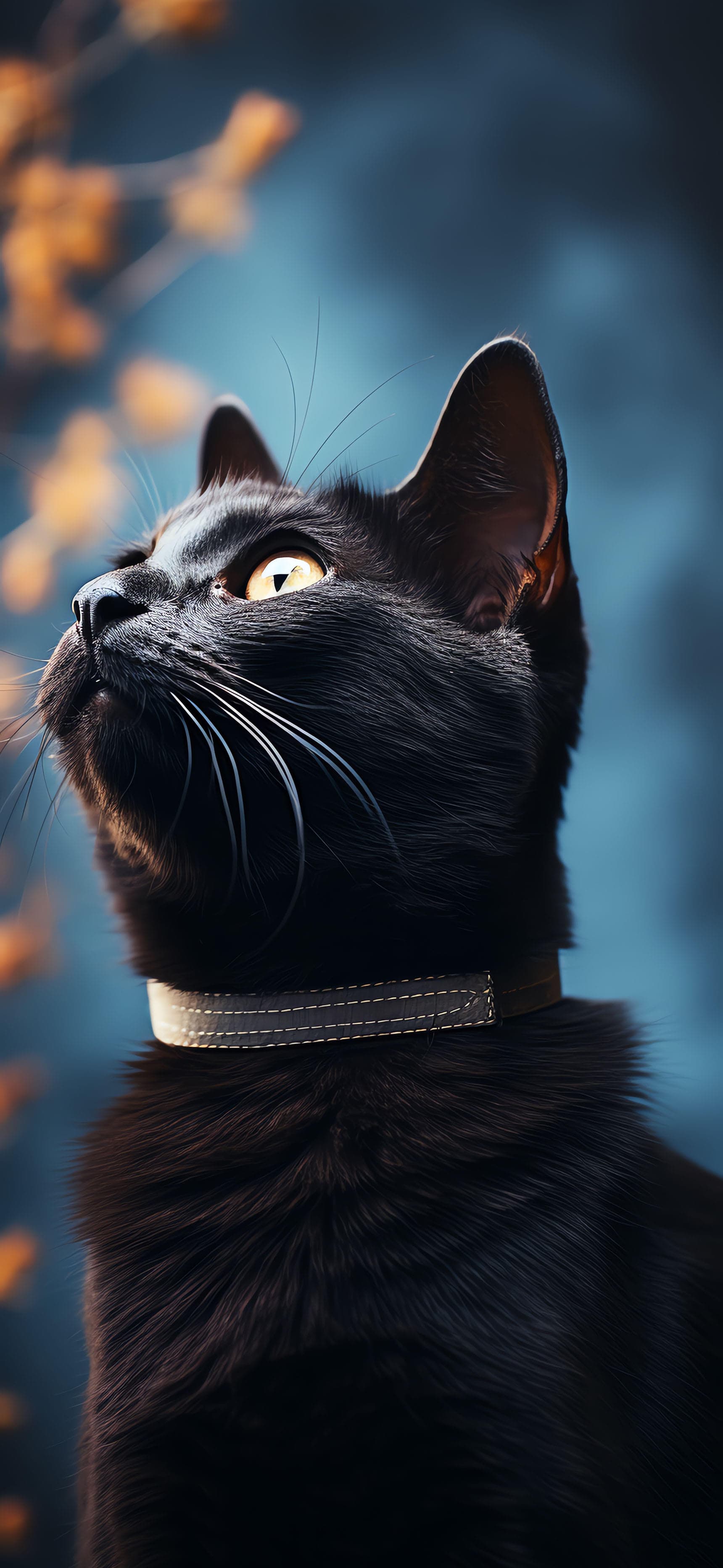 Black Cat Stare - Pro phone wallpaper