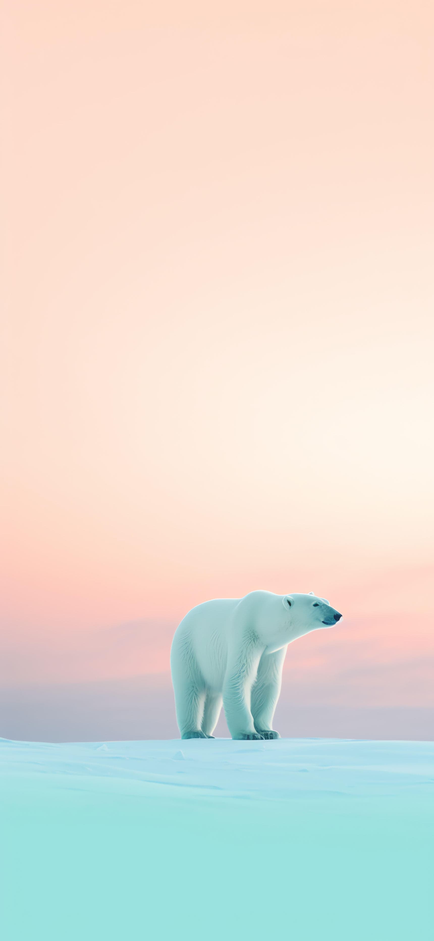 Polar Bear - Pro phone wallpaper