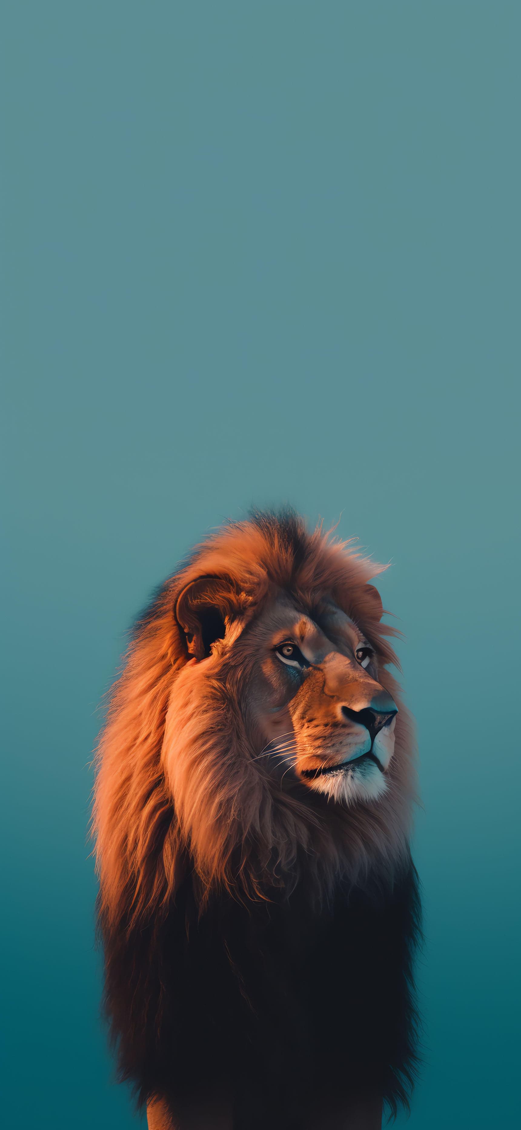 Lion Gaze Majesty - Pro phone wallpaper