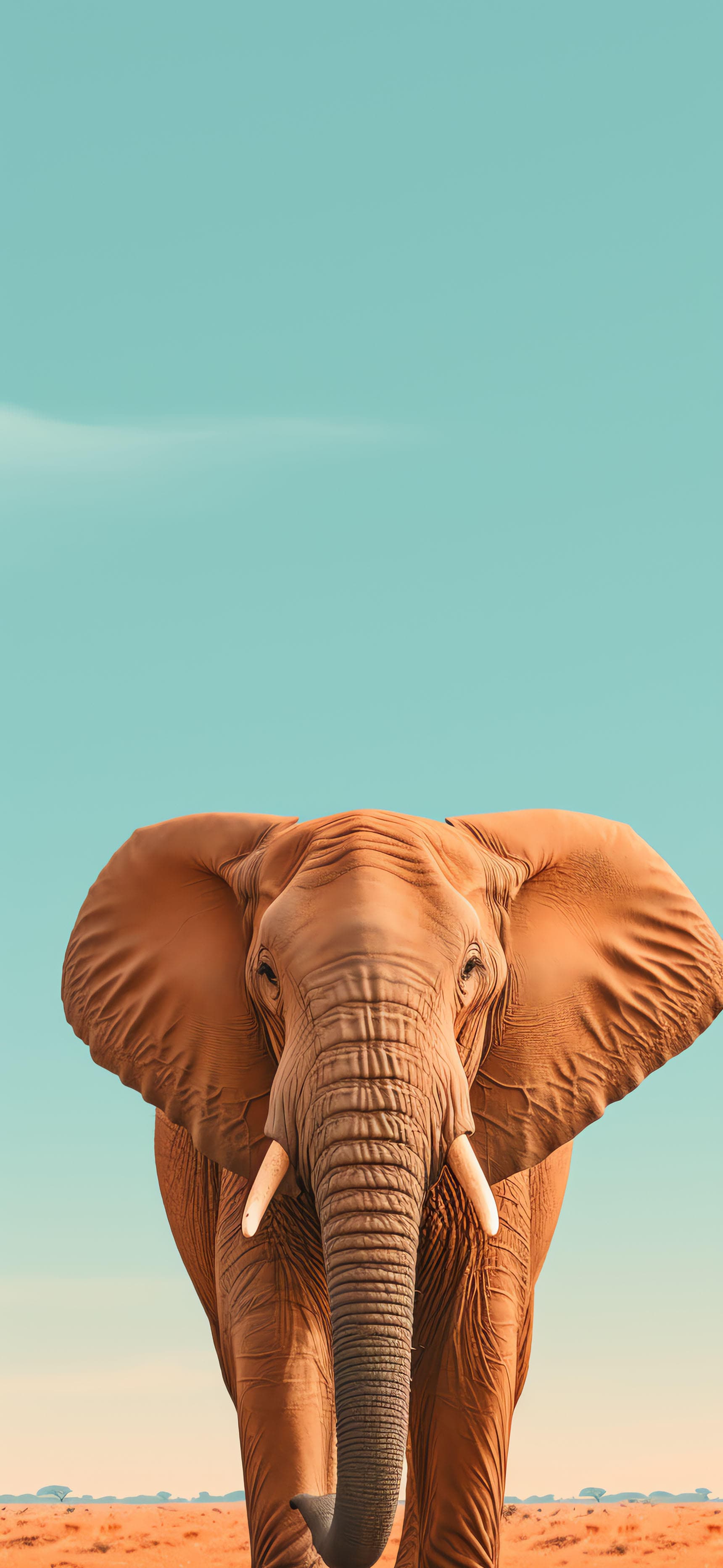 Elephant Portrait - Pro phone wallpaper