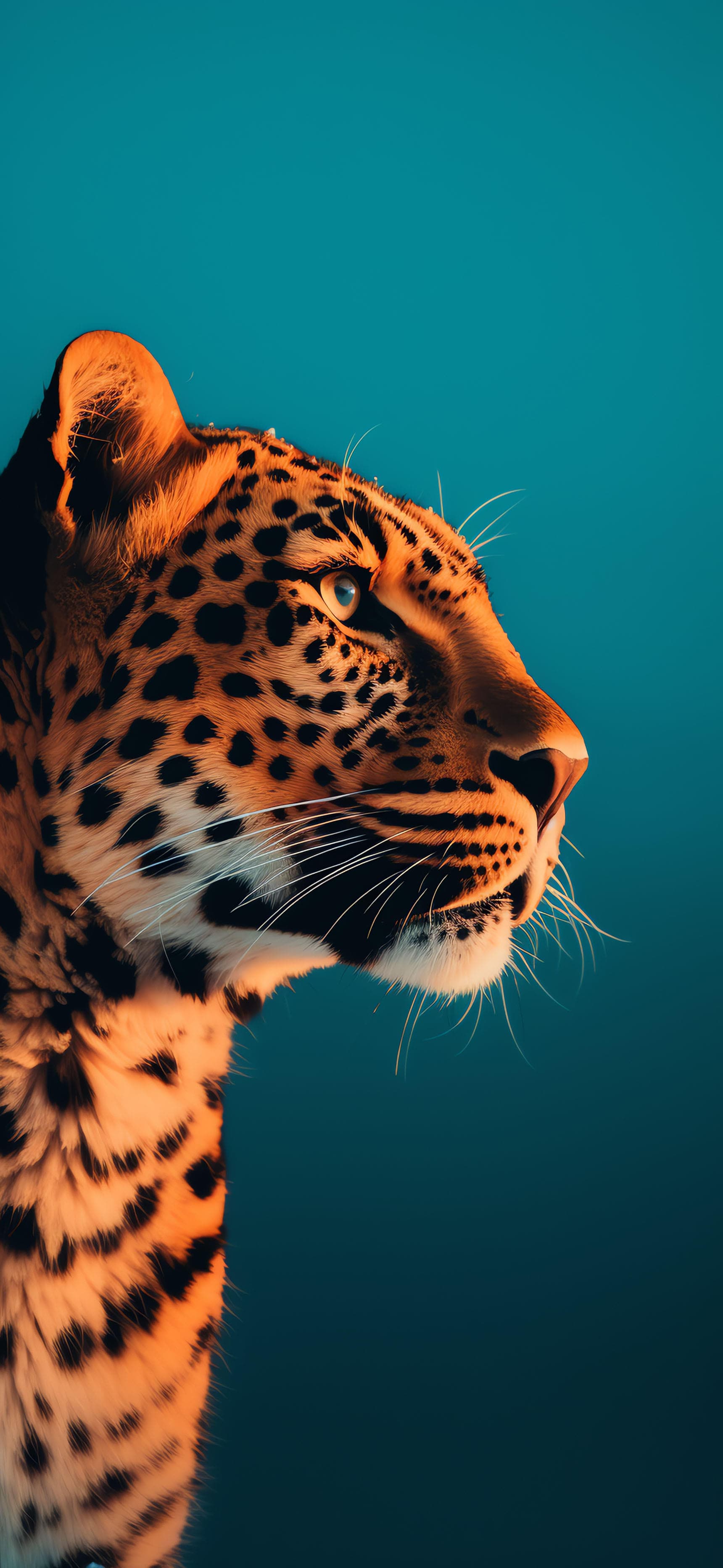 Leopard Gaze Portrait - Pro phone wallpaper