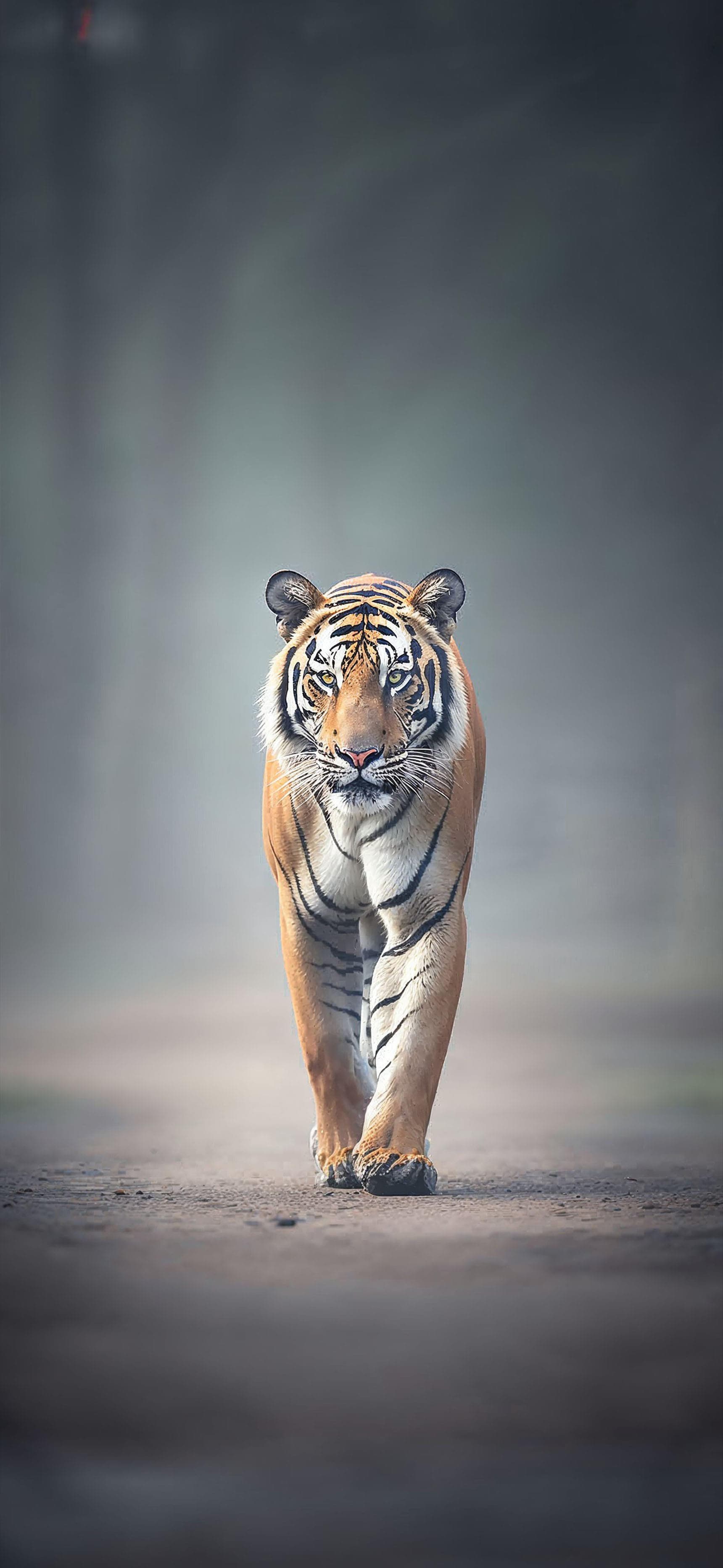 Tiger on Path - Pro phone wallpaper