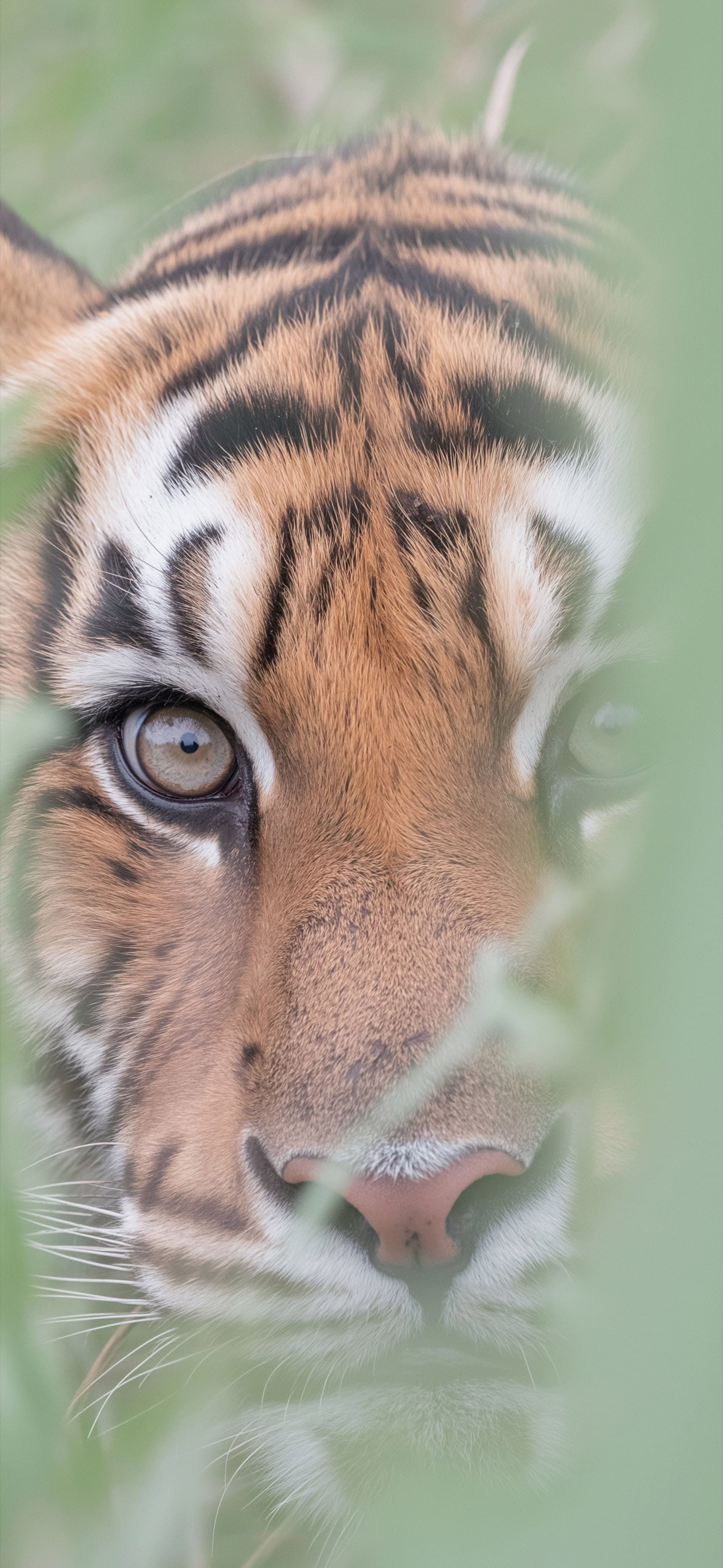 Tiger Veil - Pro phone wallpaper