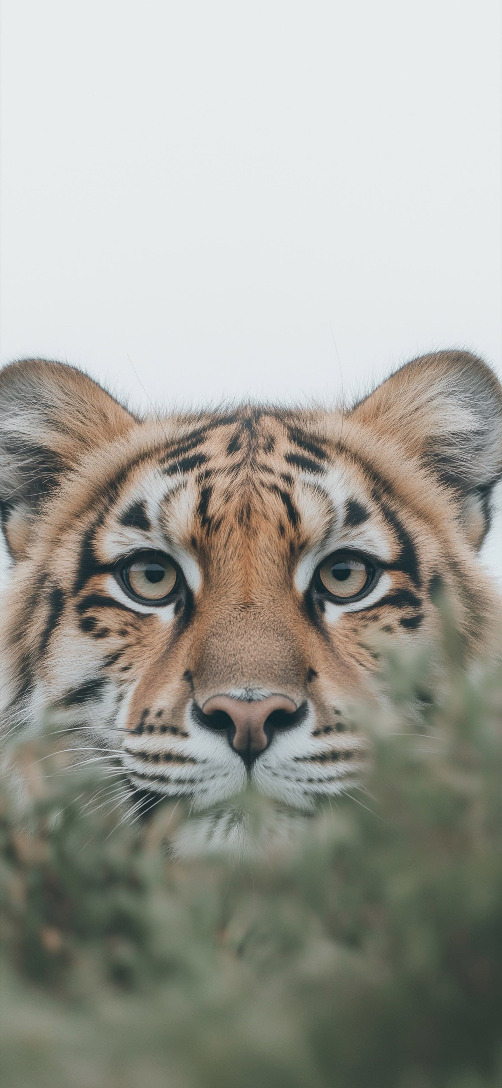 Cub in Focus - Pro phone wallpaper