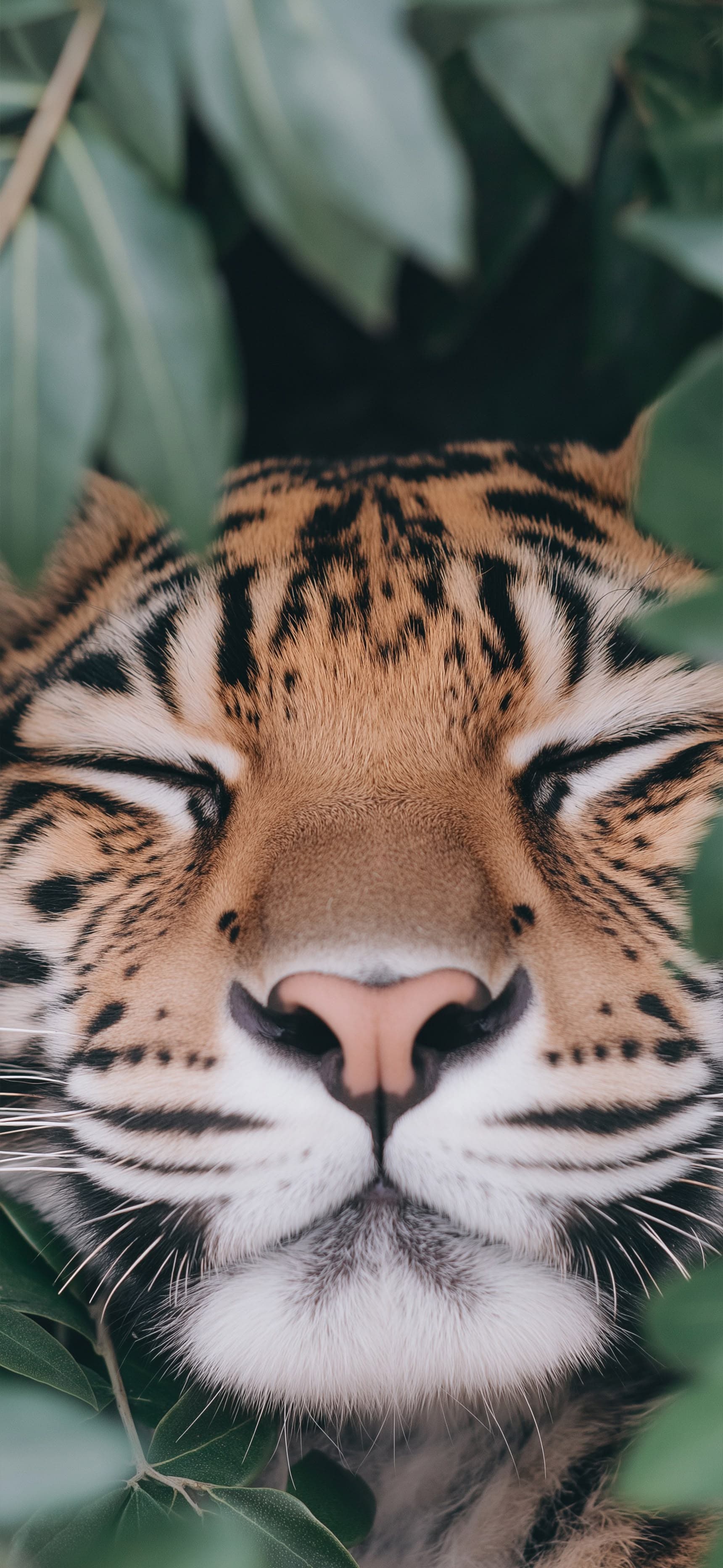 Jungle Smile - Pro phone wallpaper