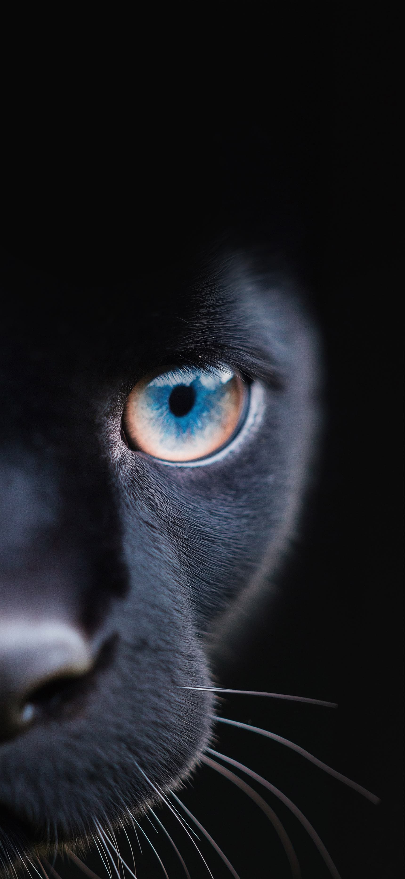 Blue-Eyed Stealth - Pro phone wallpaper