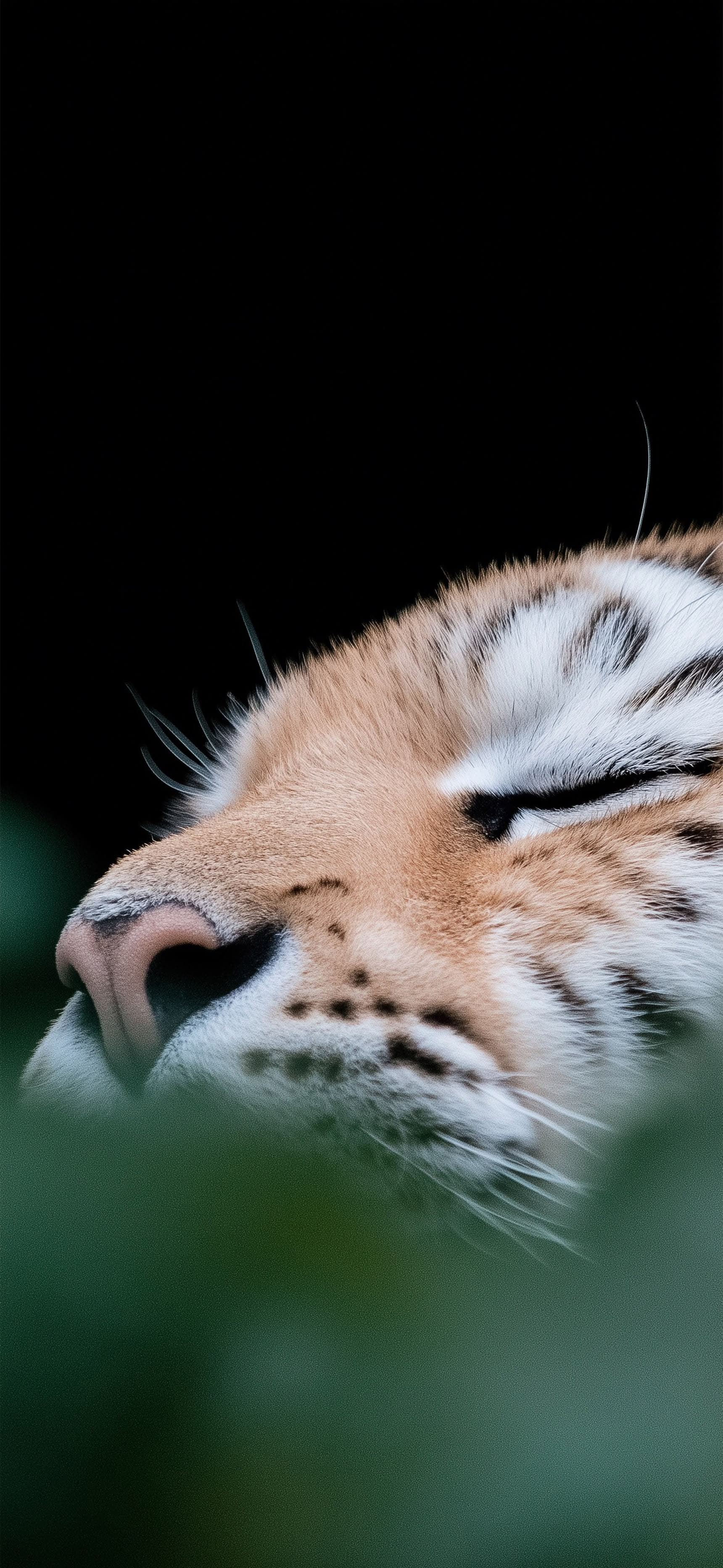 Dreamy Tiger - Pro phone wallpaper