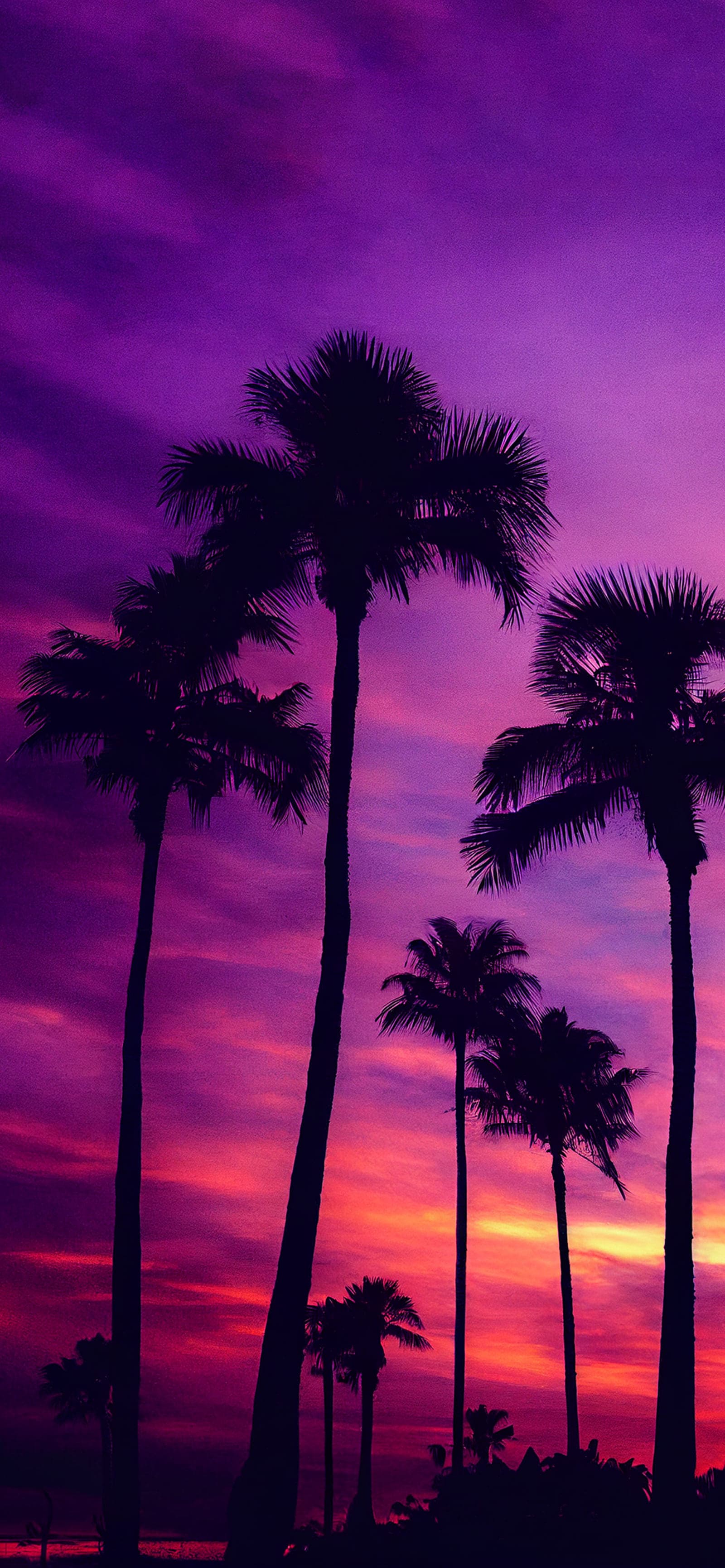 Tropical Sunset Palms - free phone wallpaper