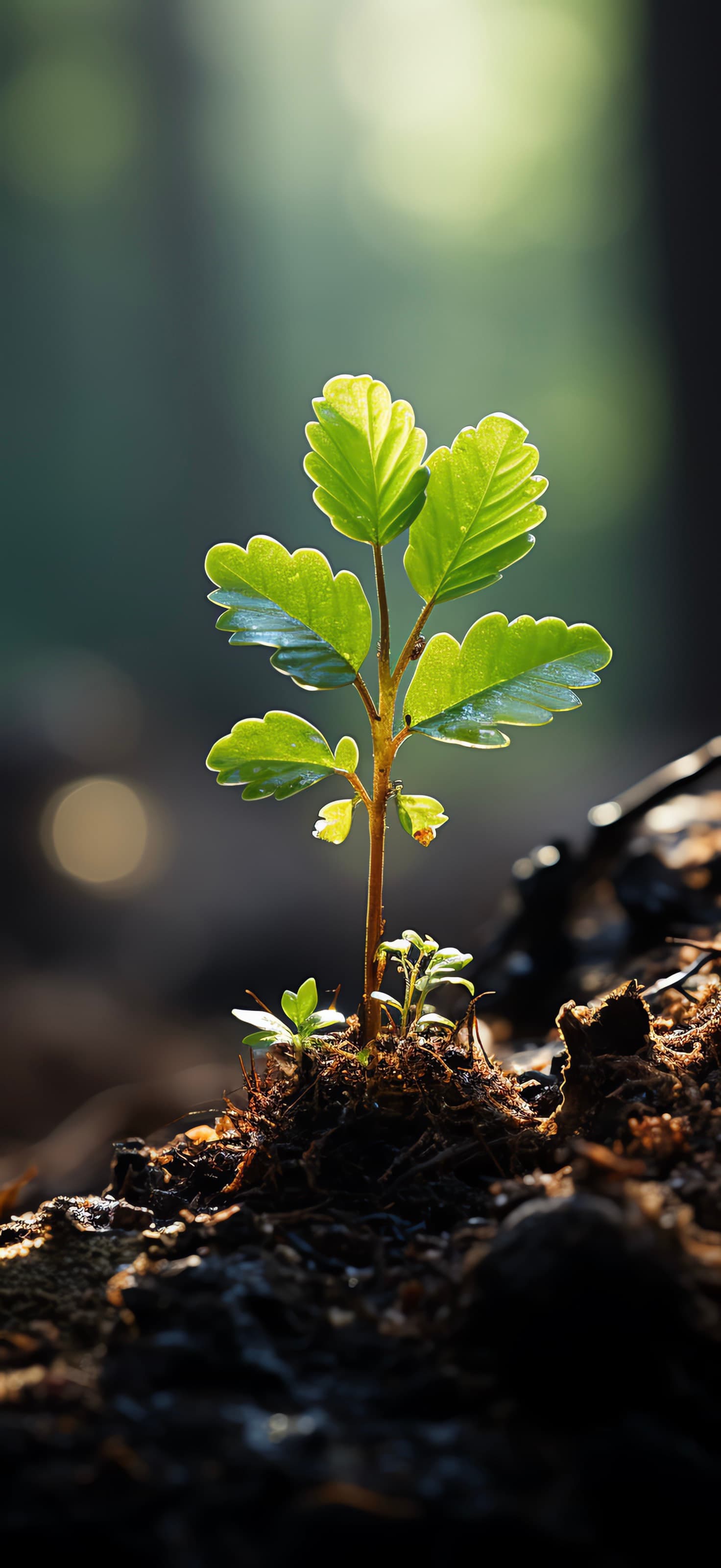 Sapling Growth - free phone wallpaper