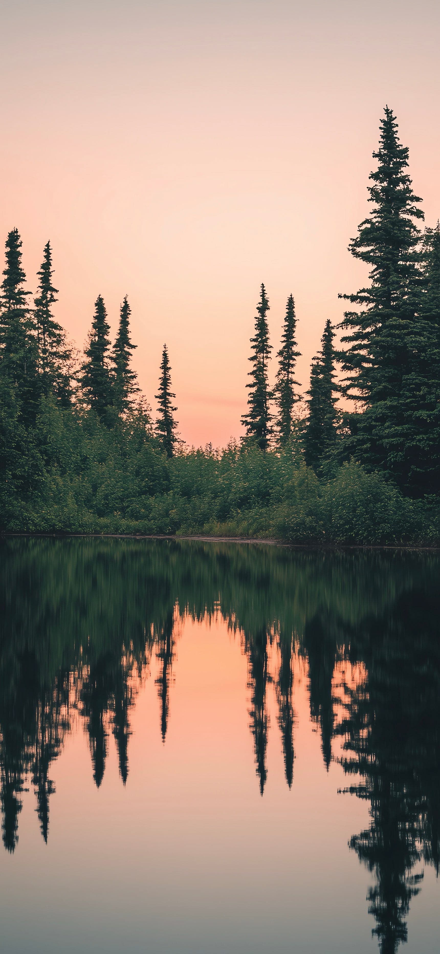 Mirror Pines - free phone wallpaper