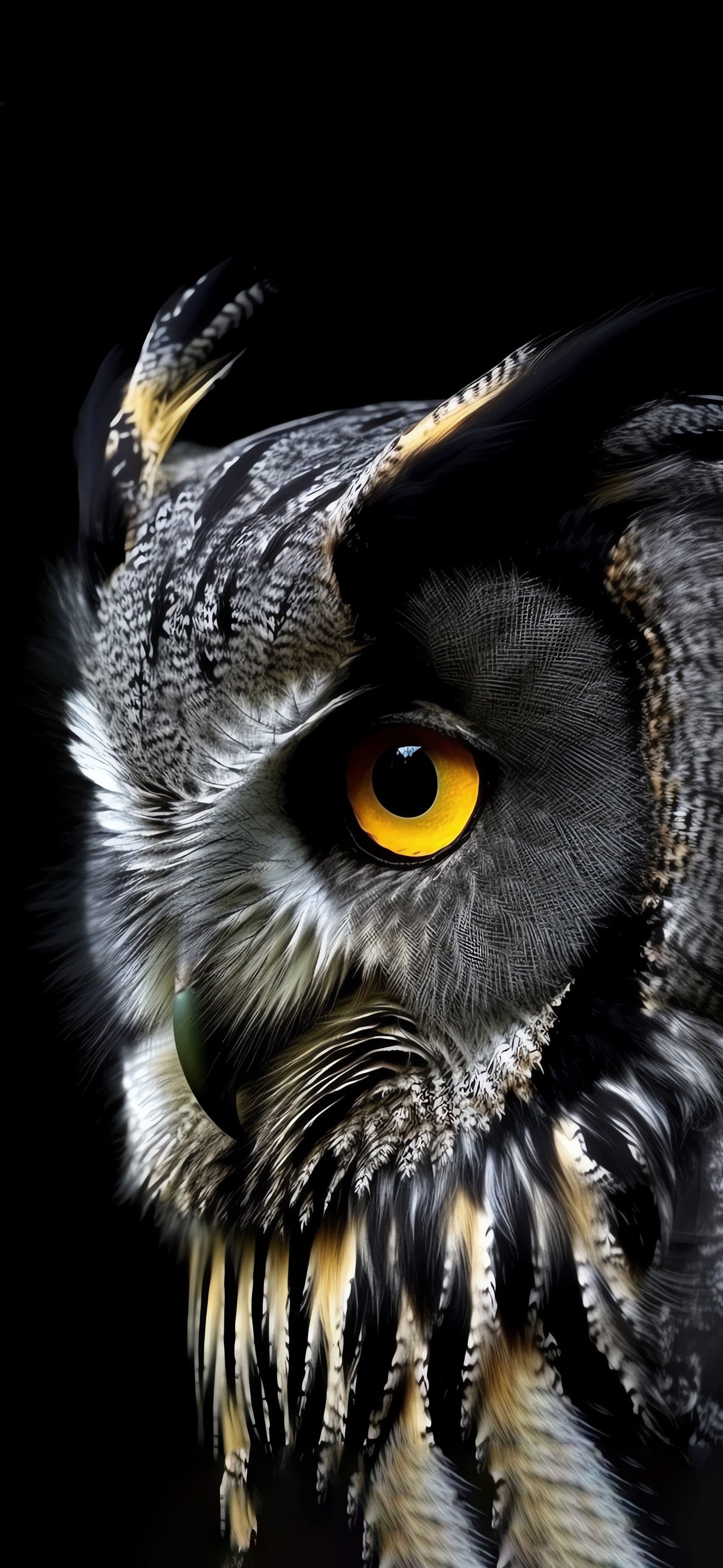 Wise Owl Gaze - free phone wallpaper