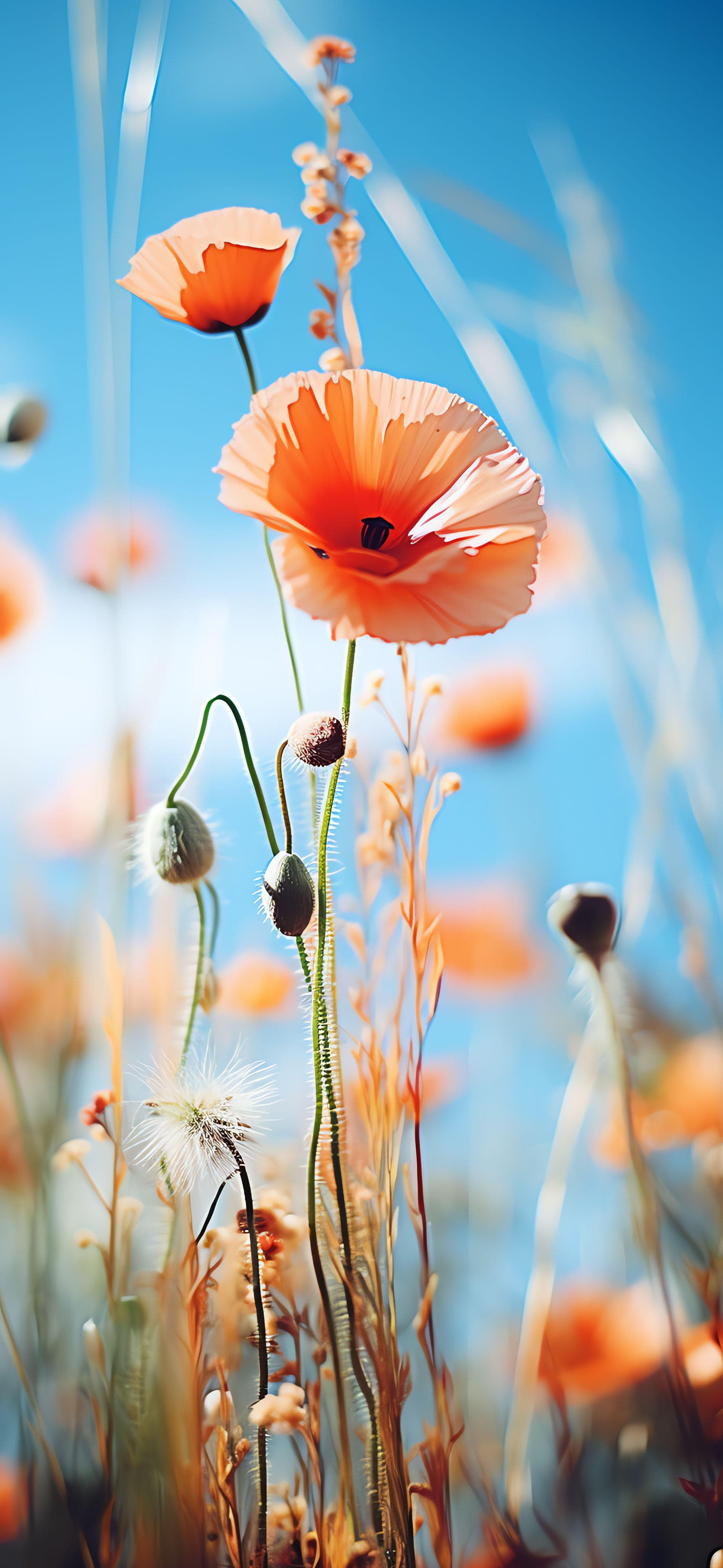 Poppy Field Sky - free phone wallpaper