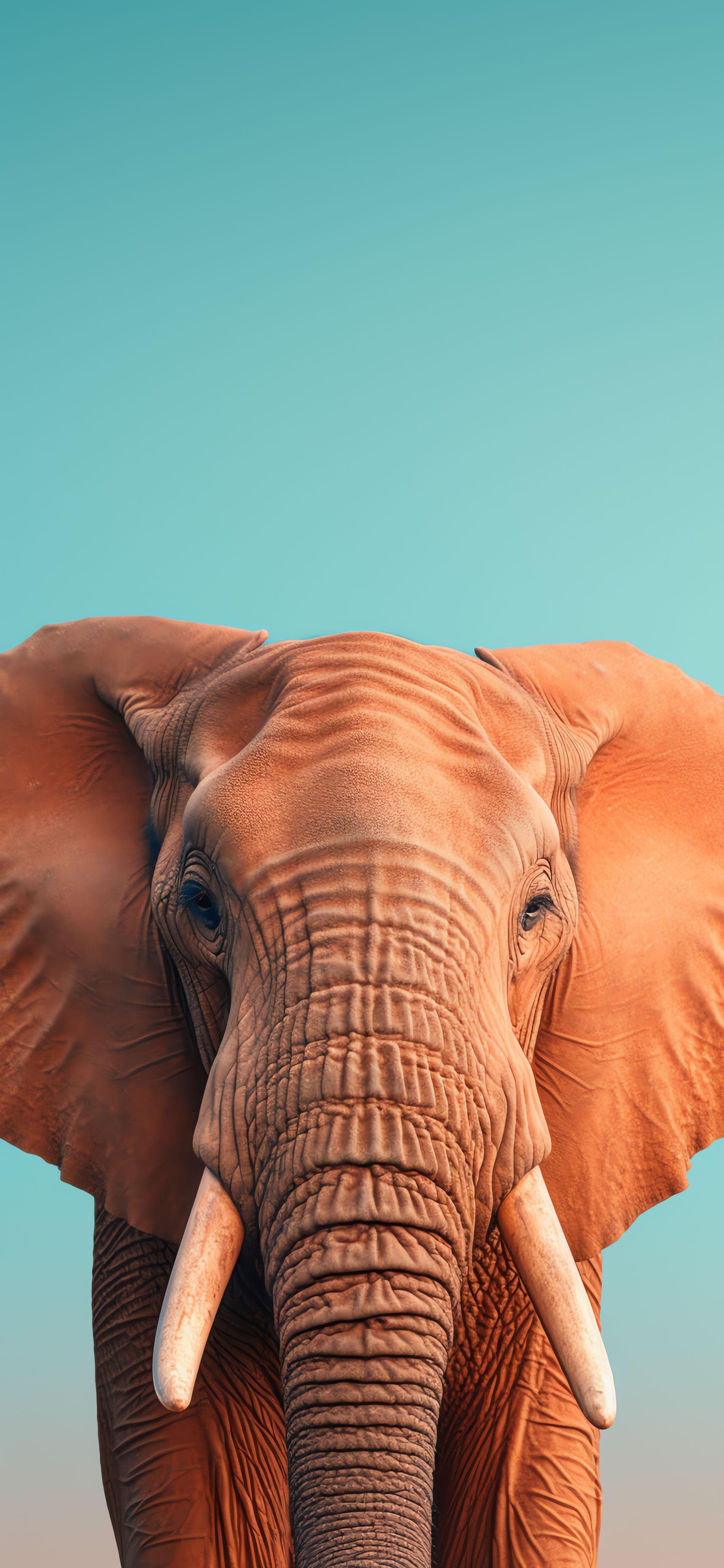 Elephant Portrait - free phone wallpaper