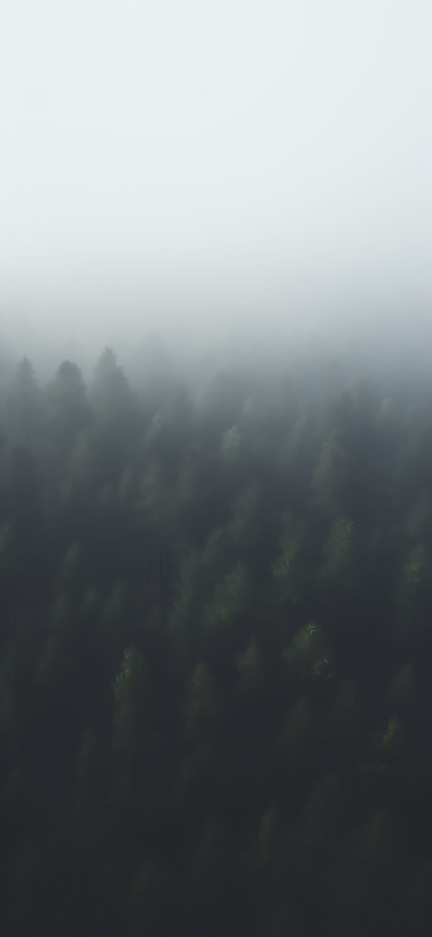 Foggy Forest Canopy - free phone wallpaper