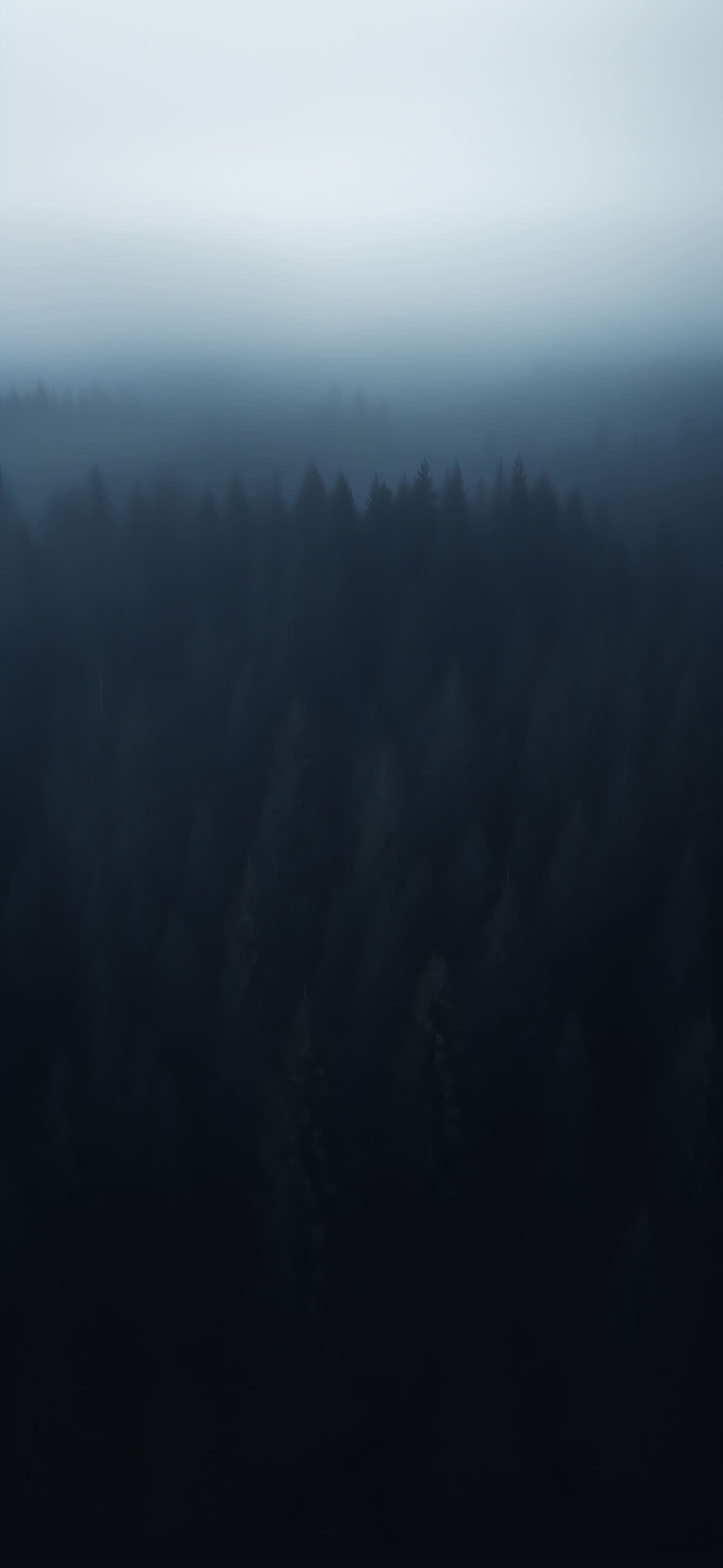 Ethereal Forest Mist - free phone wallpaper