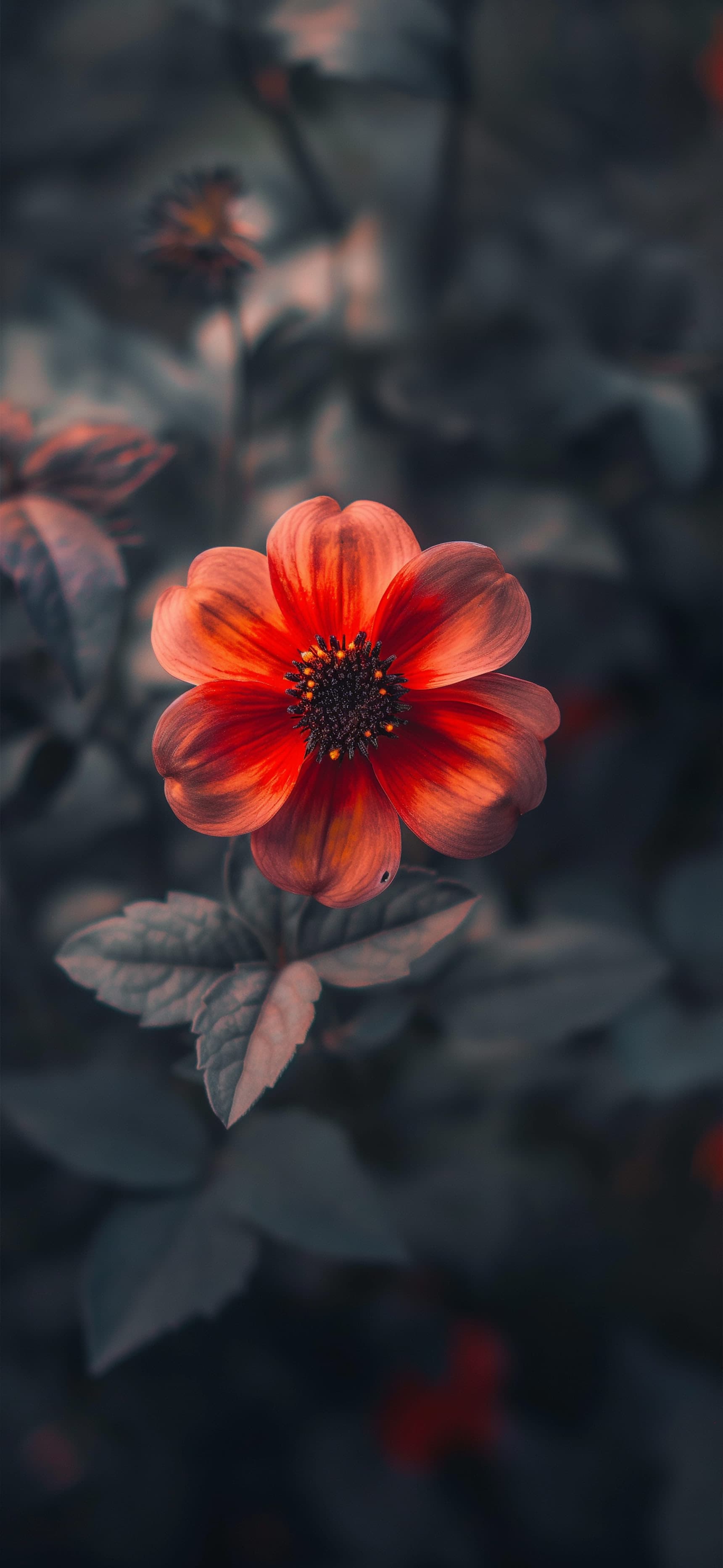 Deep Red Bloom - free phone wallpaper