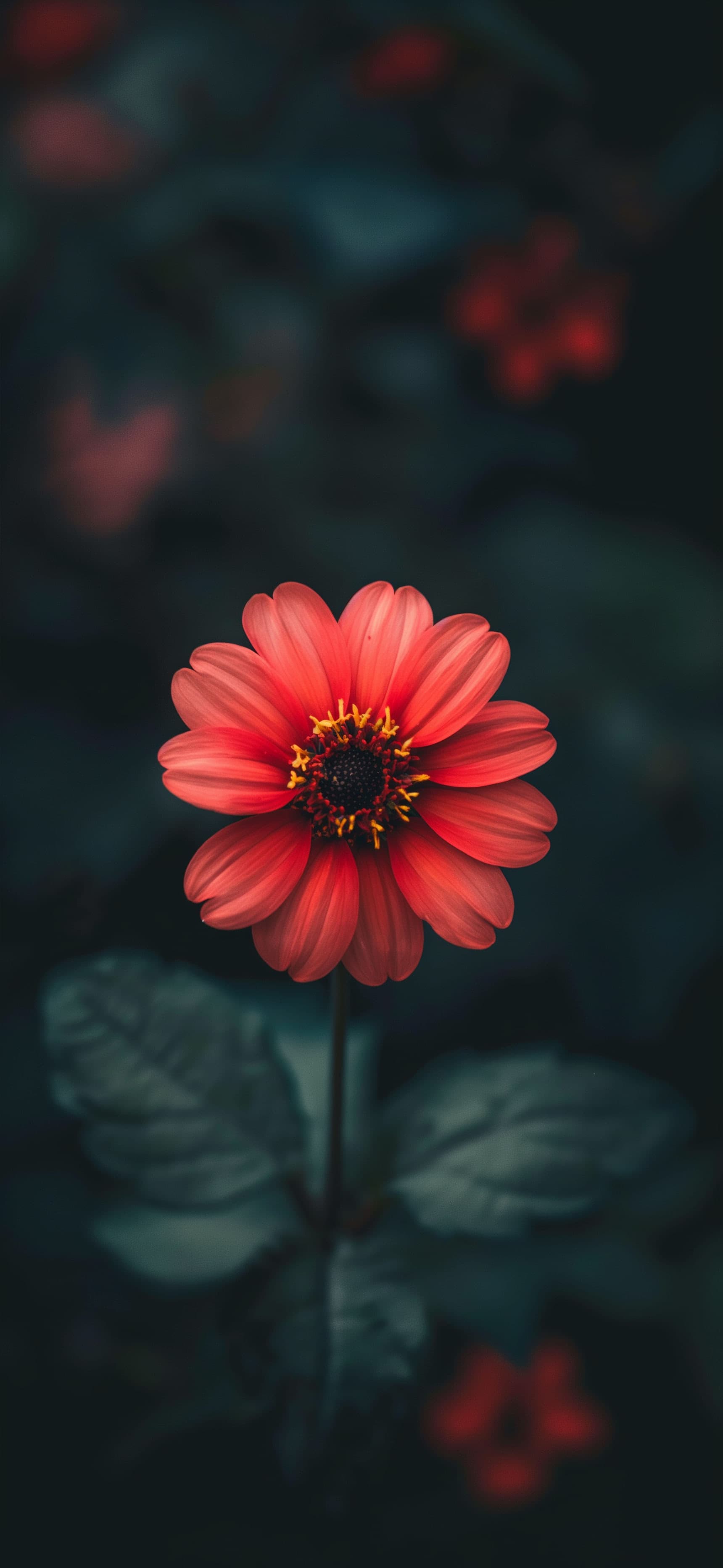 Crimson Flower Bloom - free phone wallpaper