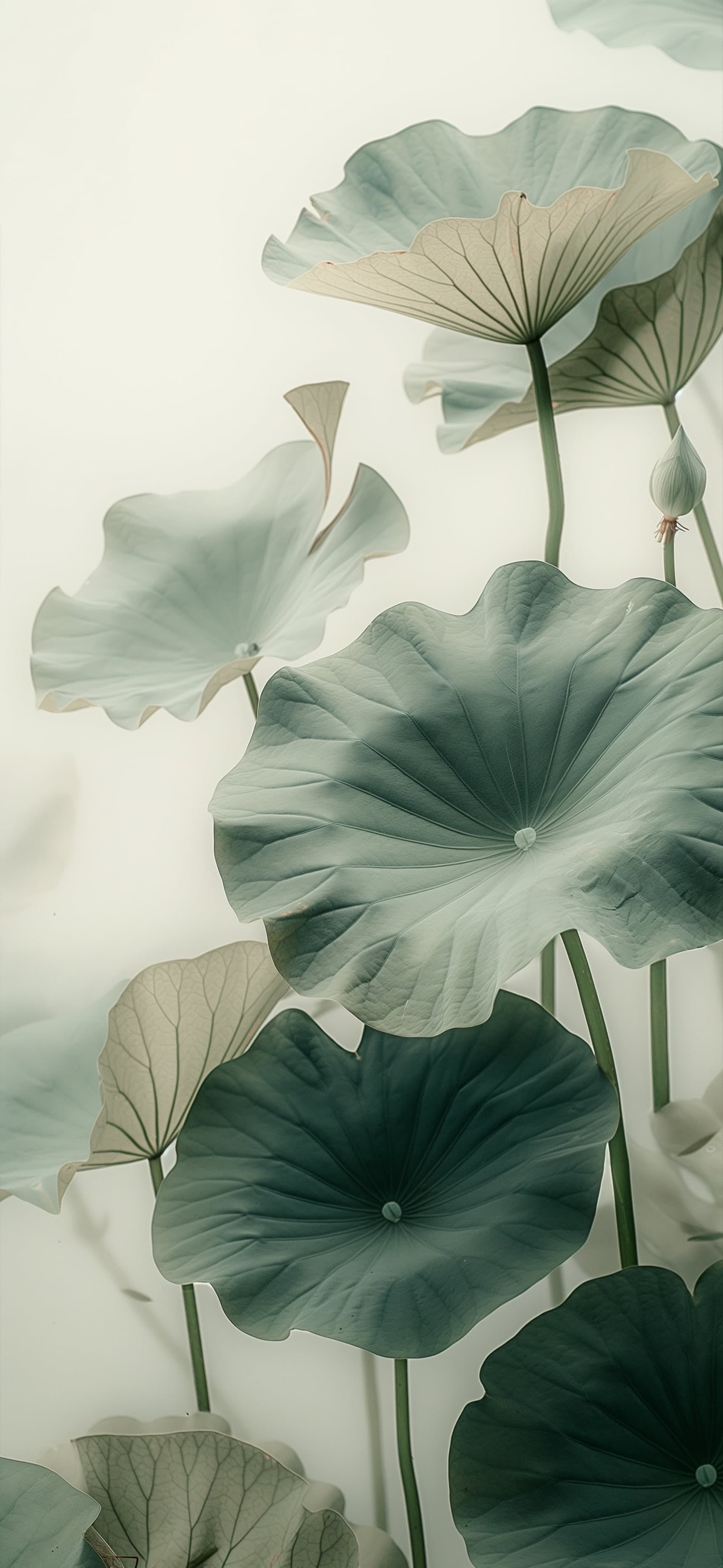 Lotus Leaf Minimalism - free phone wallpaper