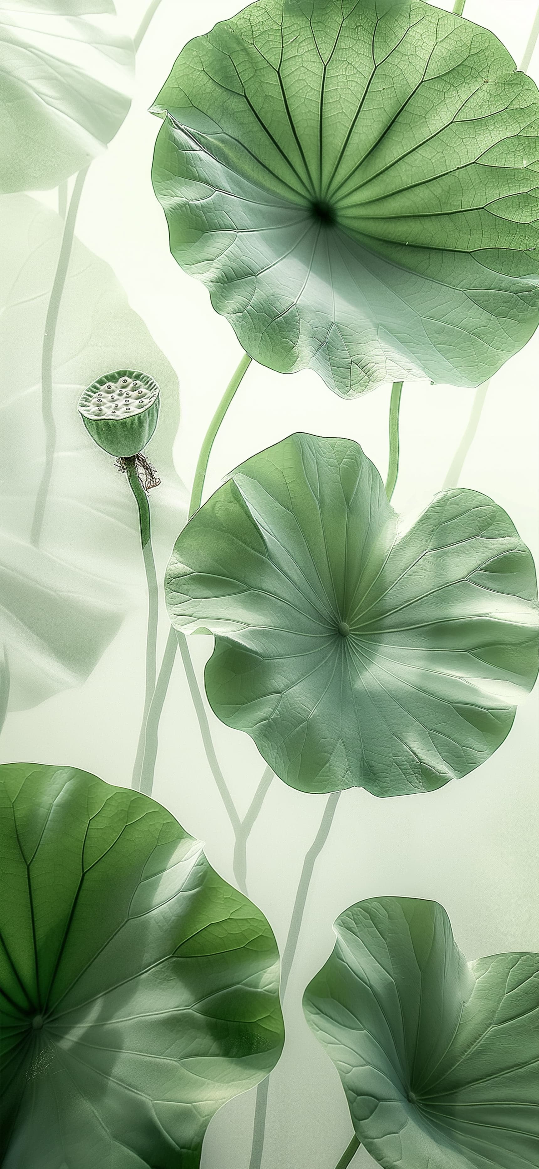 Lotus Leaf Serenity - free phone wallpaper