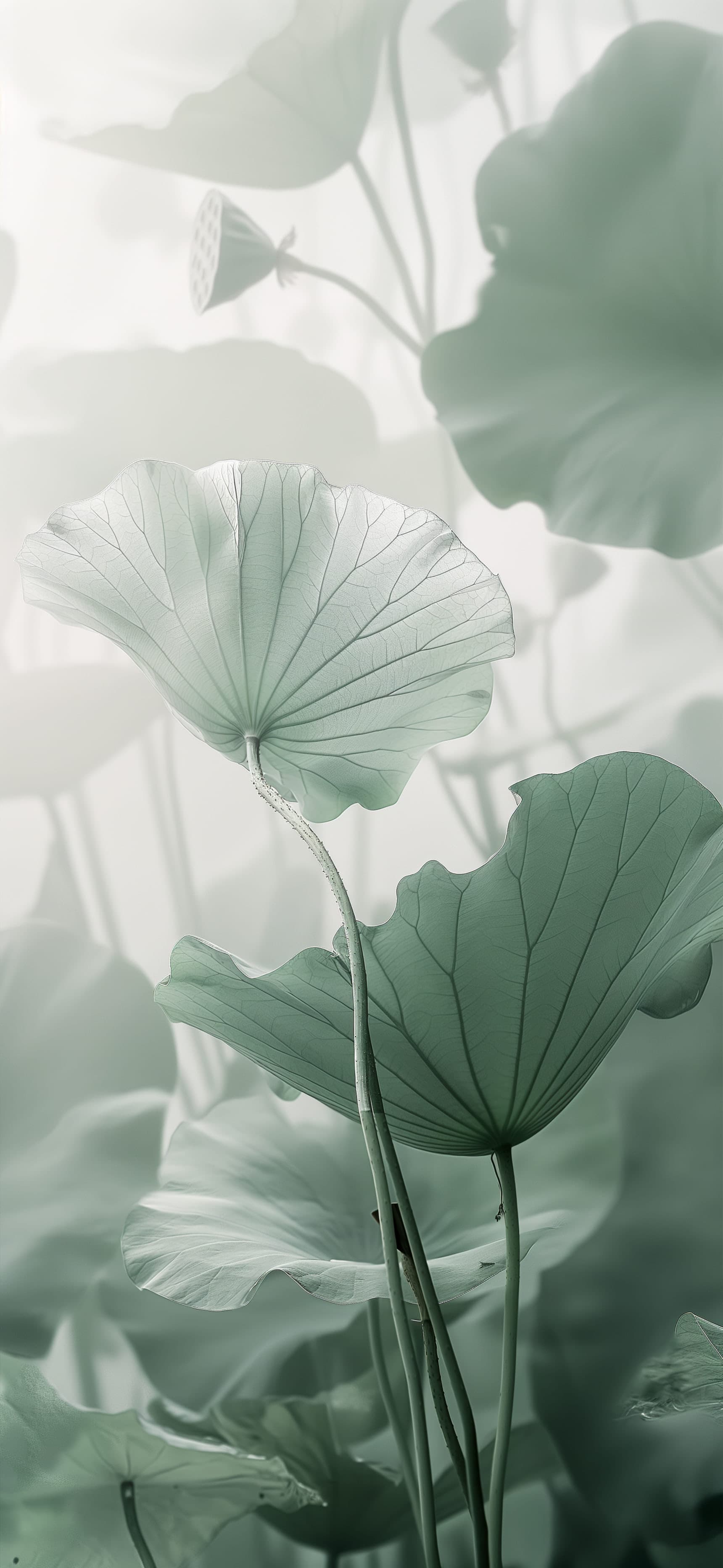 Lotus Leaf Stillness - free phone wallpaper