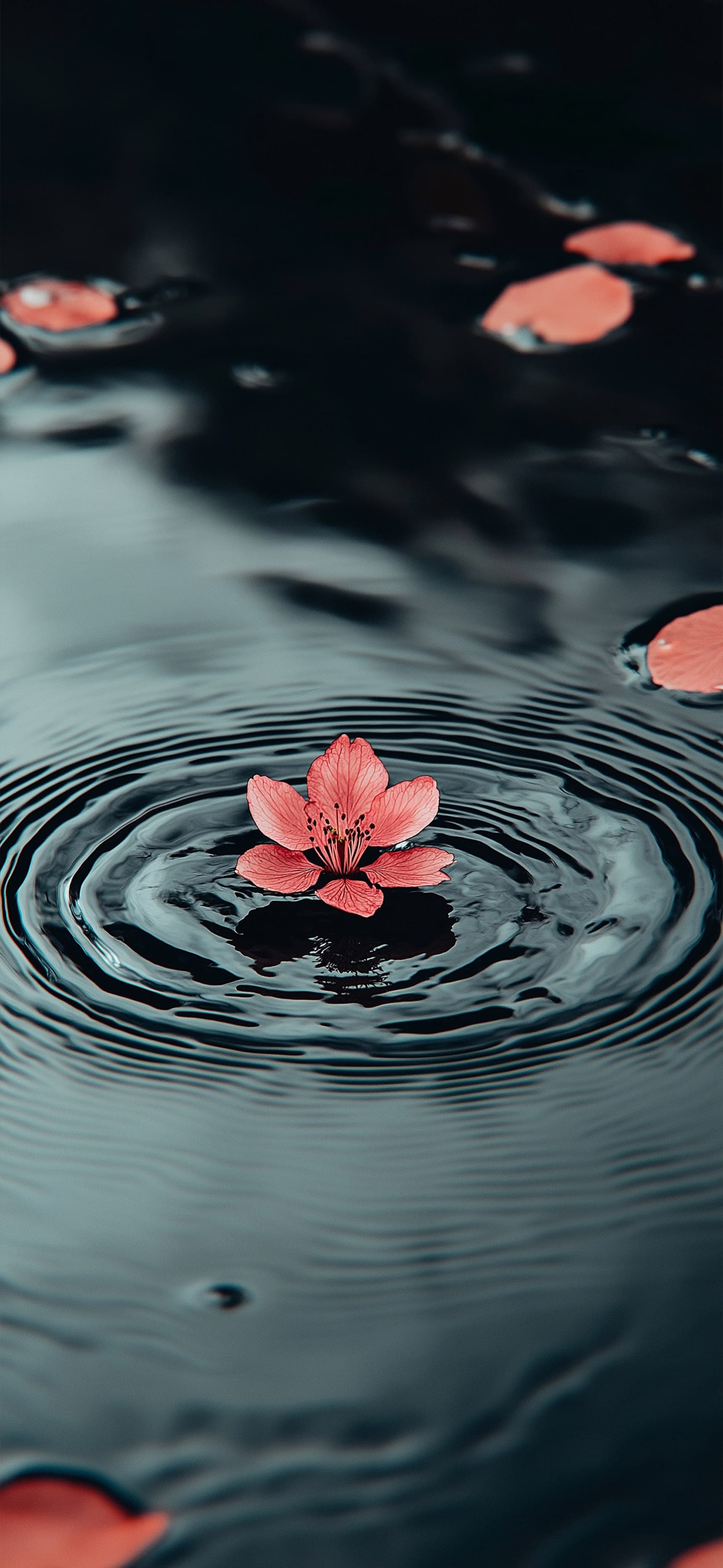 Floating Flower Ripple - free phone wallpaper