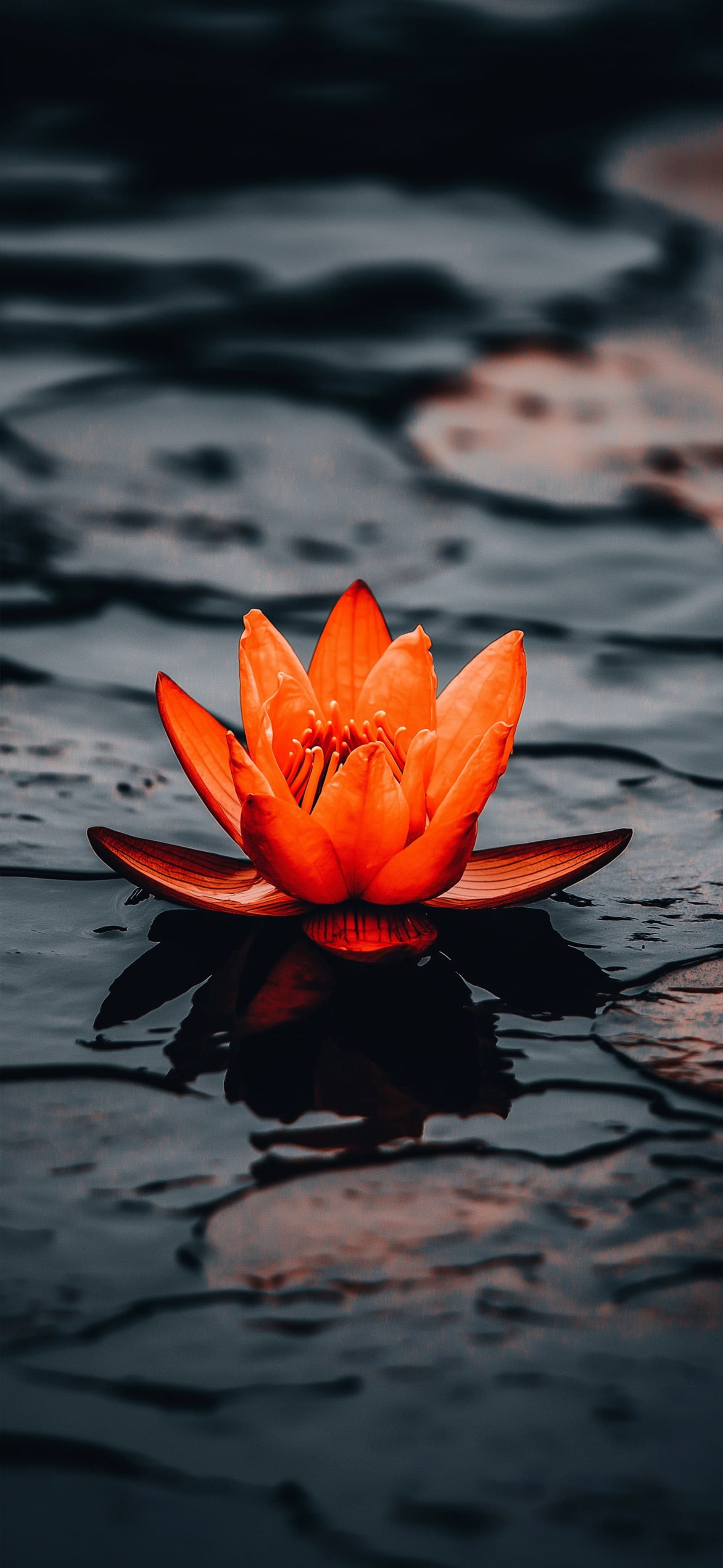 Orange Lotus Bloom - free phone wallpaper