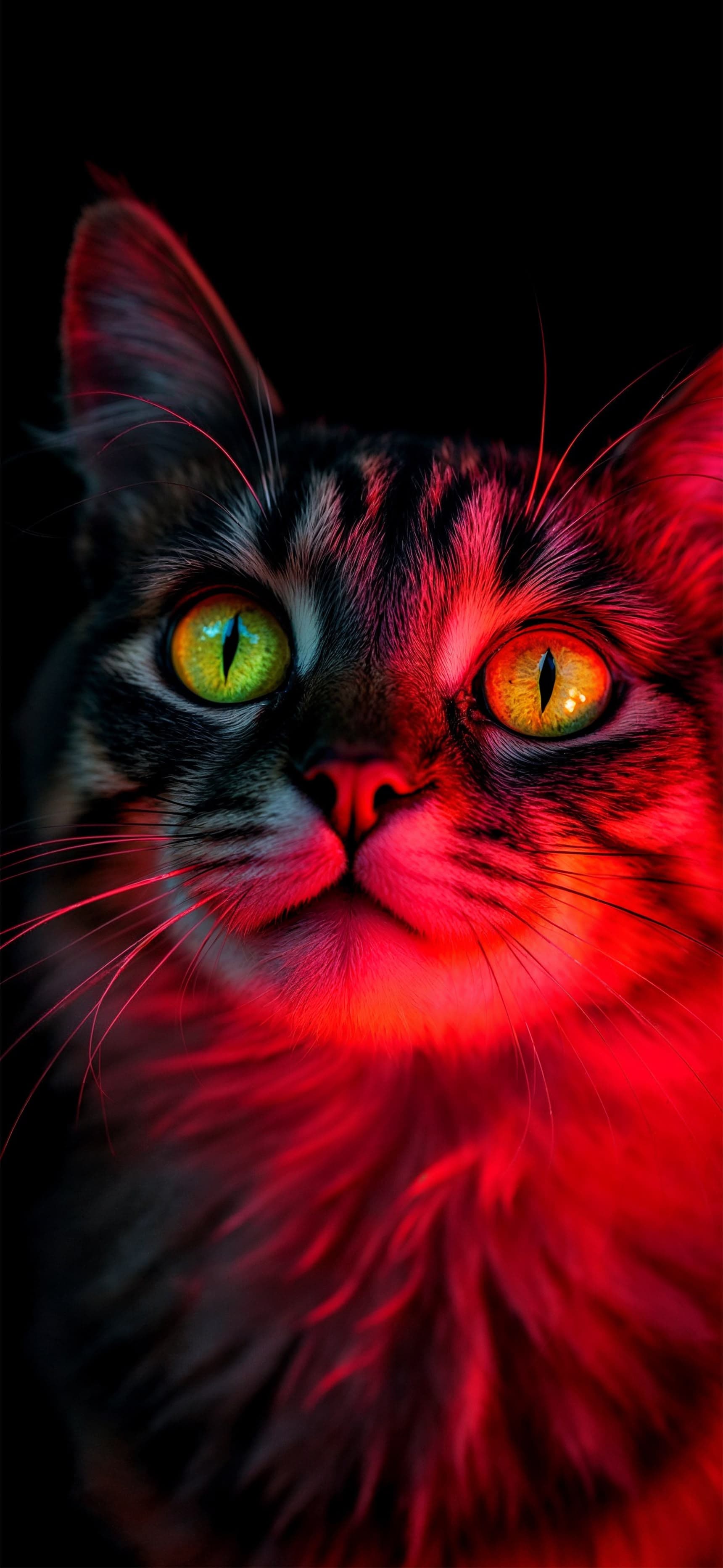 Red Eyed Feline - free phone wallpaper