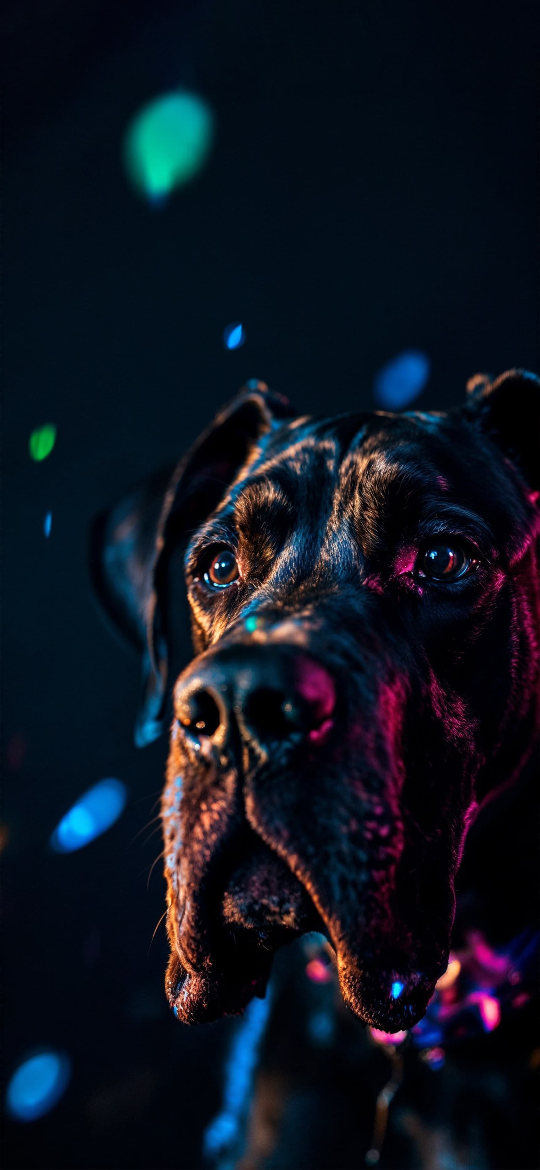 Neon Dog Portrait - free phone wallpaper