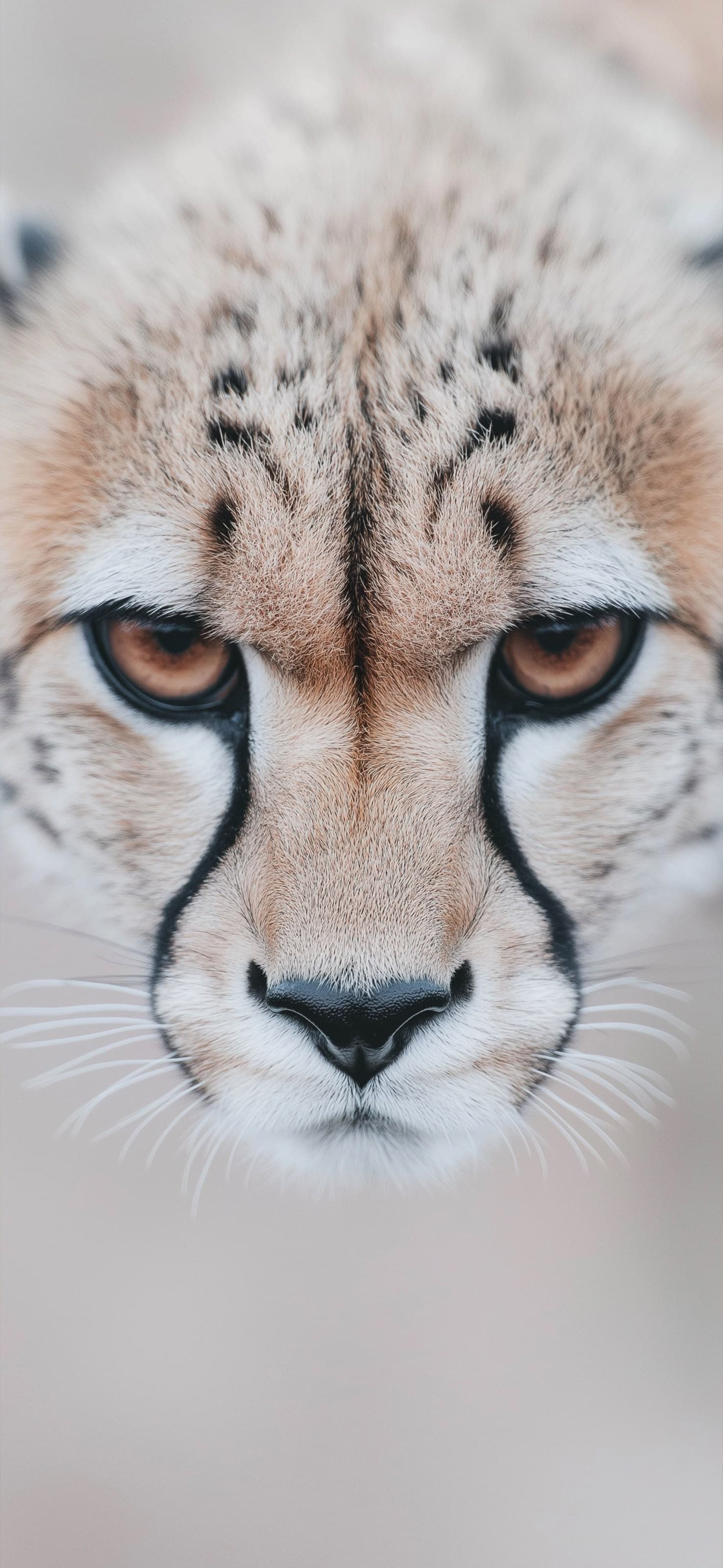 Cheetah Stare - free phone wallpaper