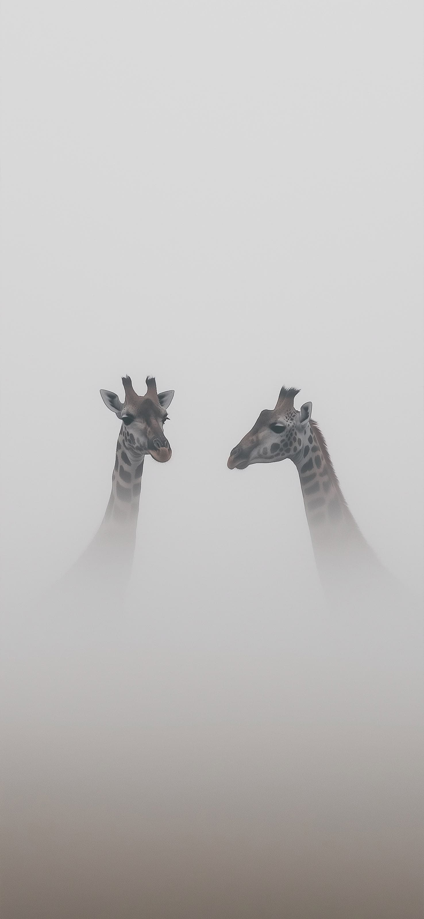 Giraffe Gaze - free phone wallpaper