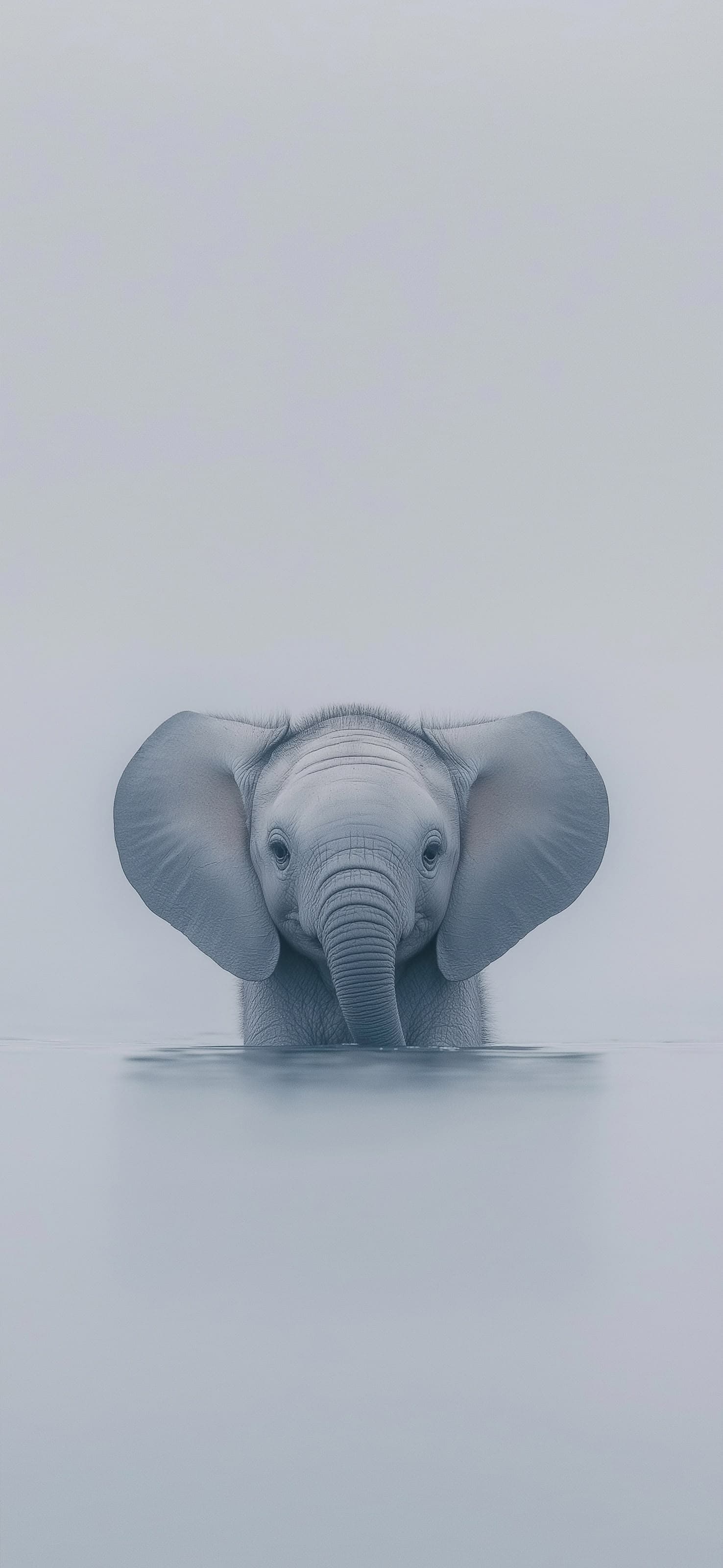 Elephant Splash - free phone wallpaper