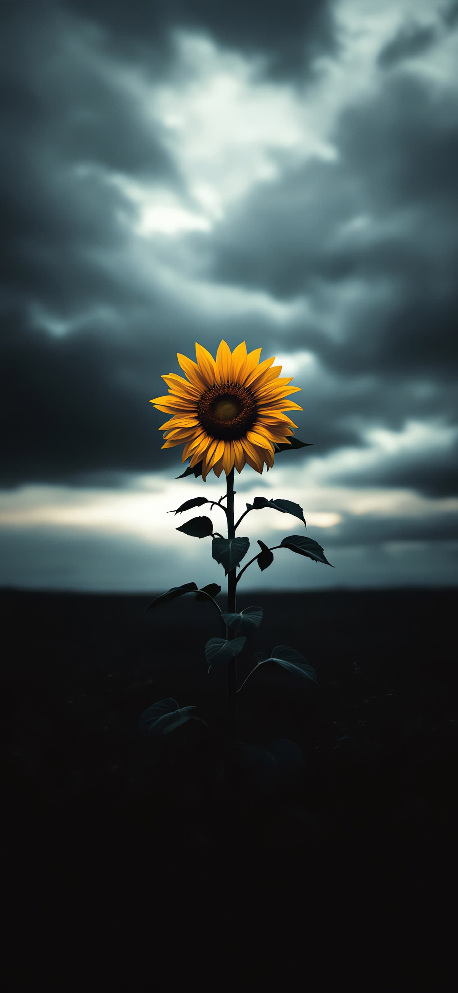 Sunflower Glow - free phone wallpaper