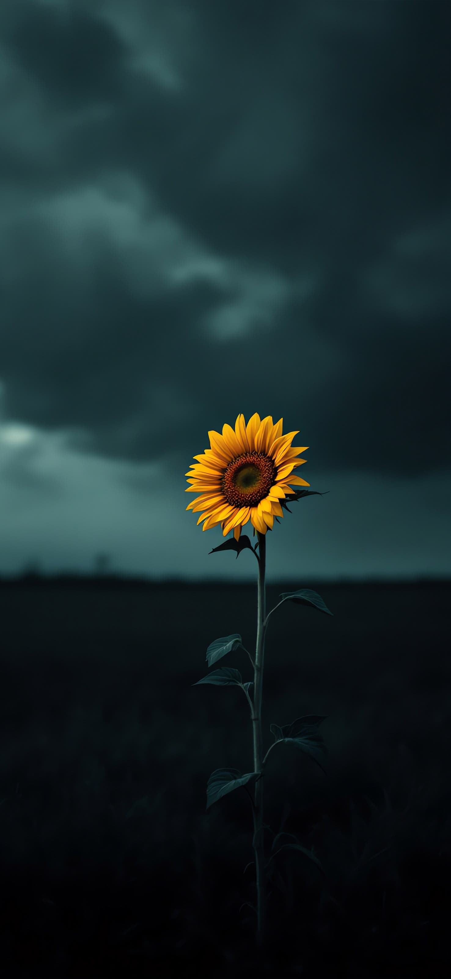 Lonely Sunflower - free phone wallpaper