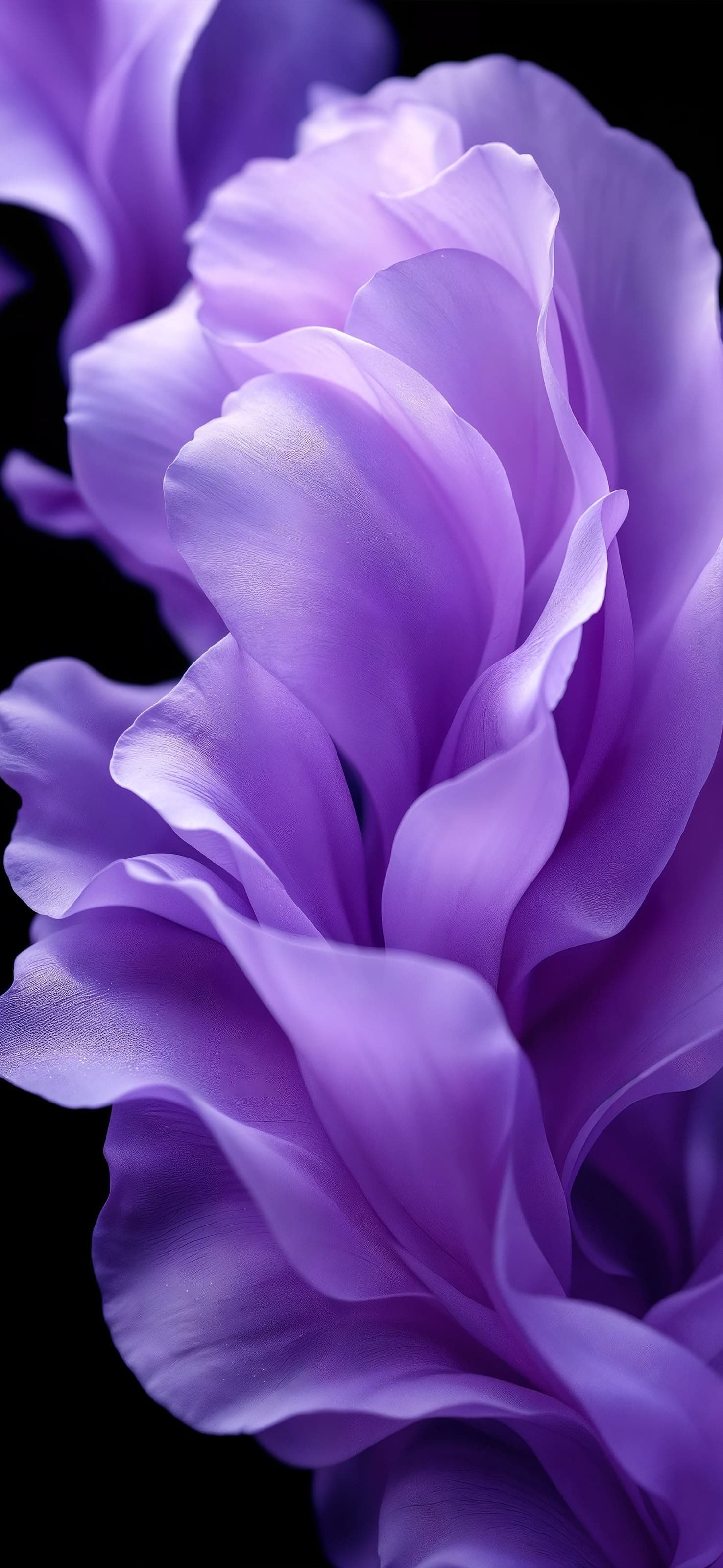 Purple Petals - free phone wallpaper