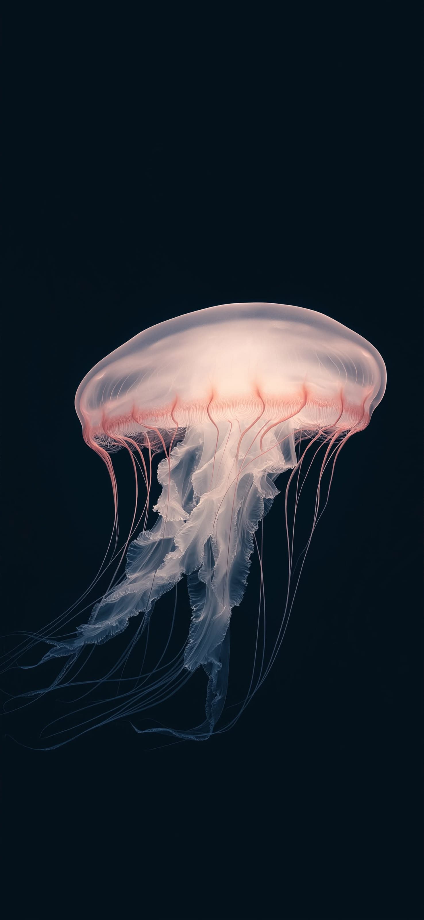 Jellyfish 1 - free phone wallpaper