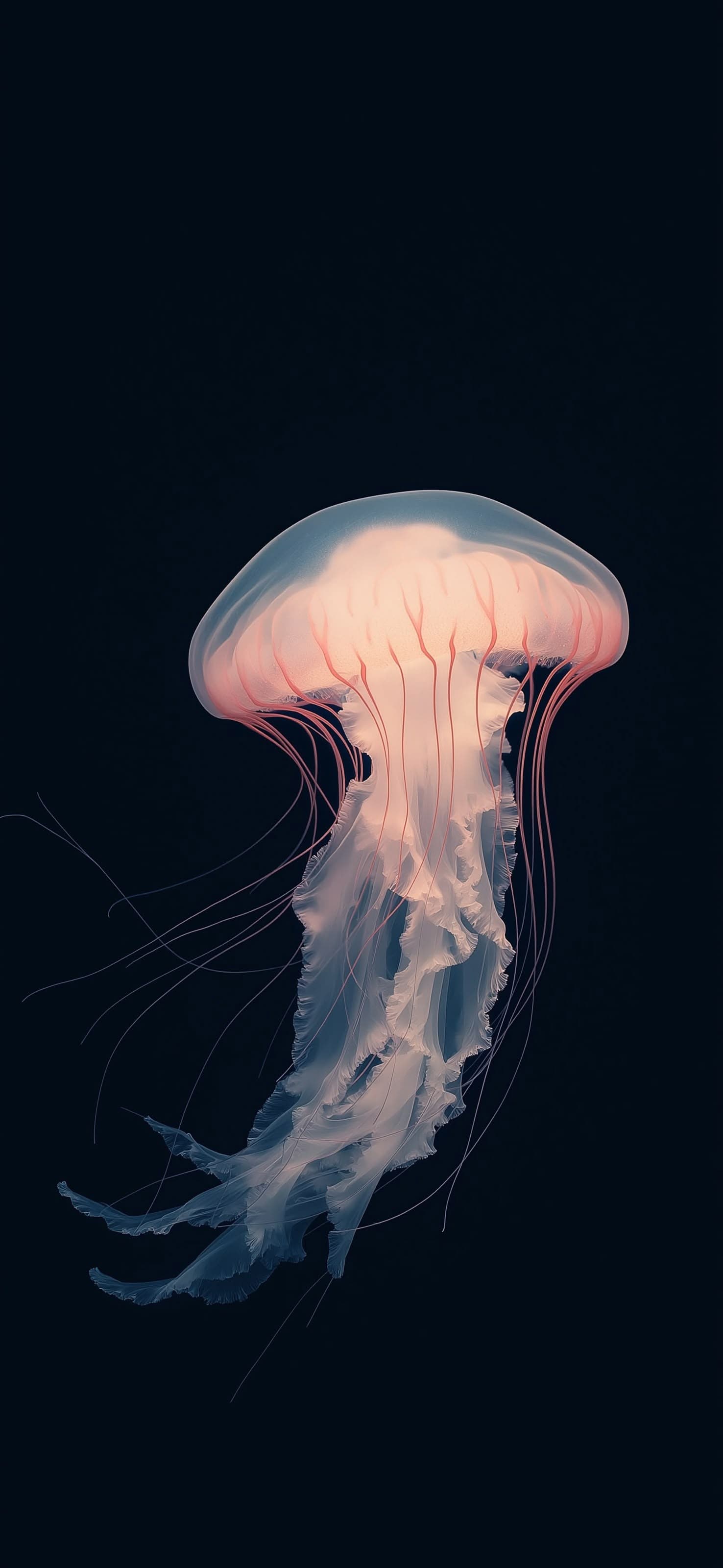 Jellyfish 2 - free phone wallpaper