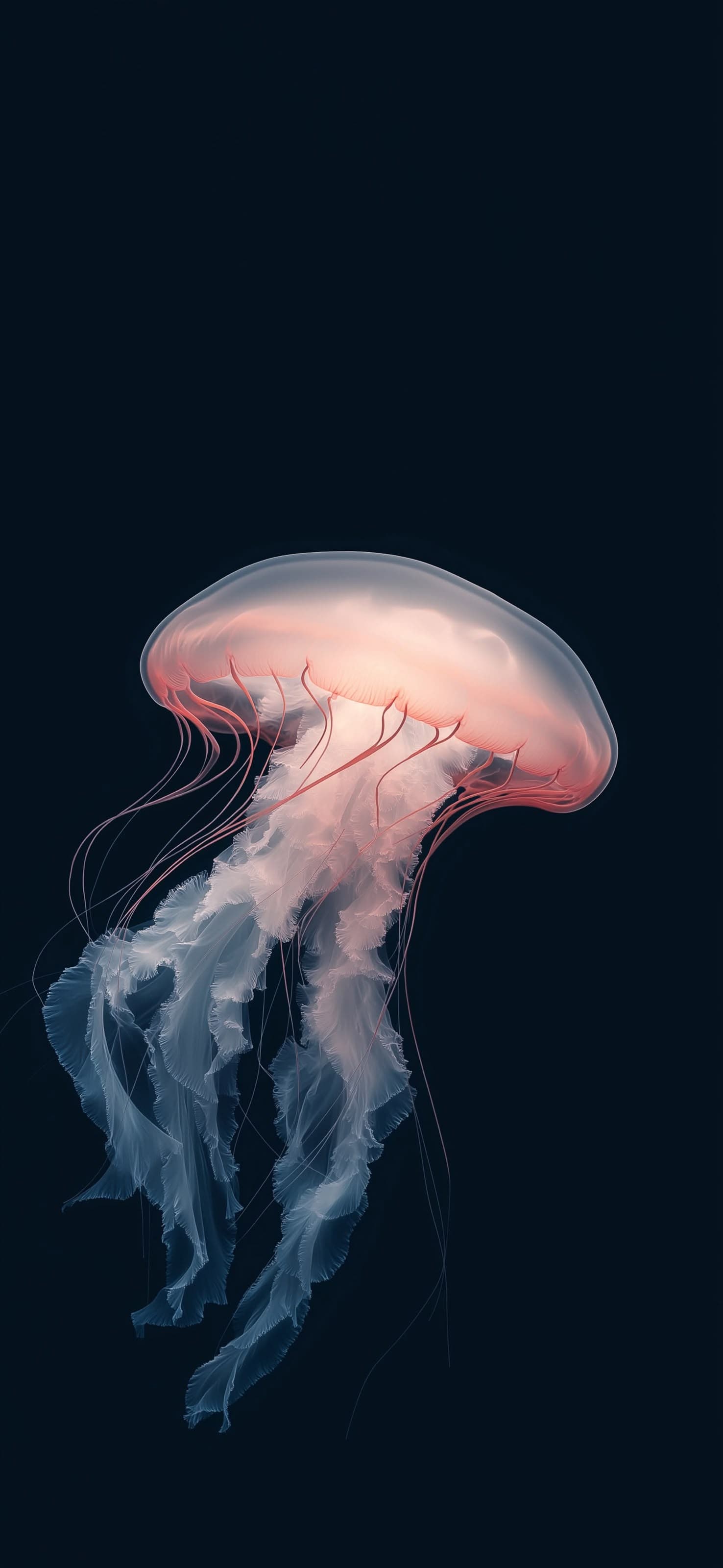 Jellyfish 3 - free phone wallpaper