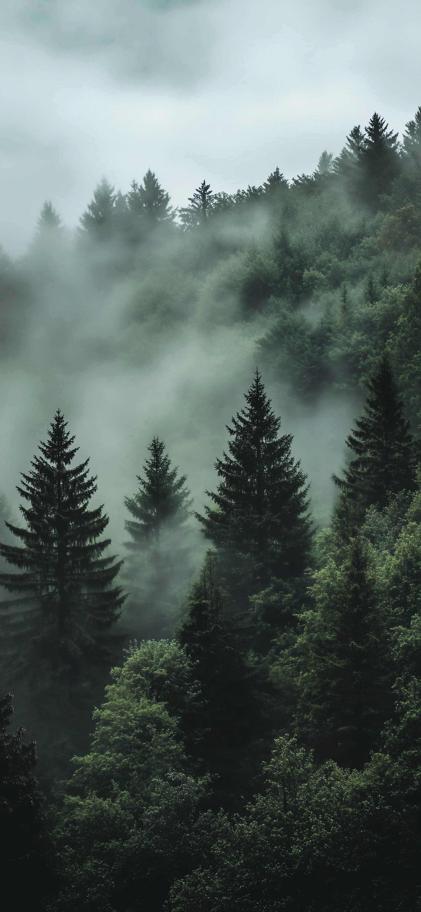 Misty Forest - free phone wallpaper