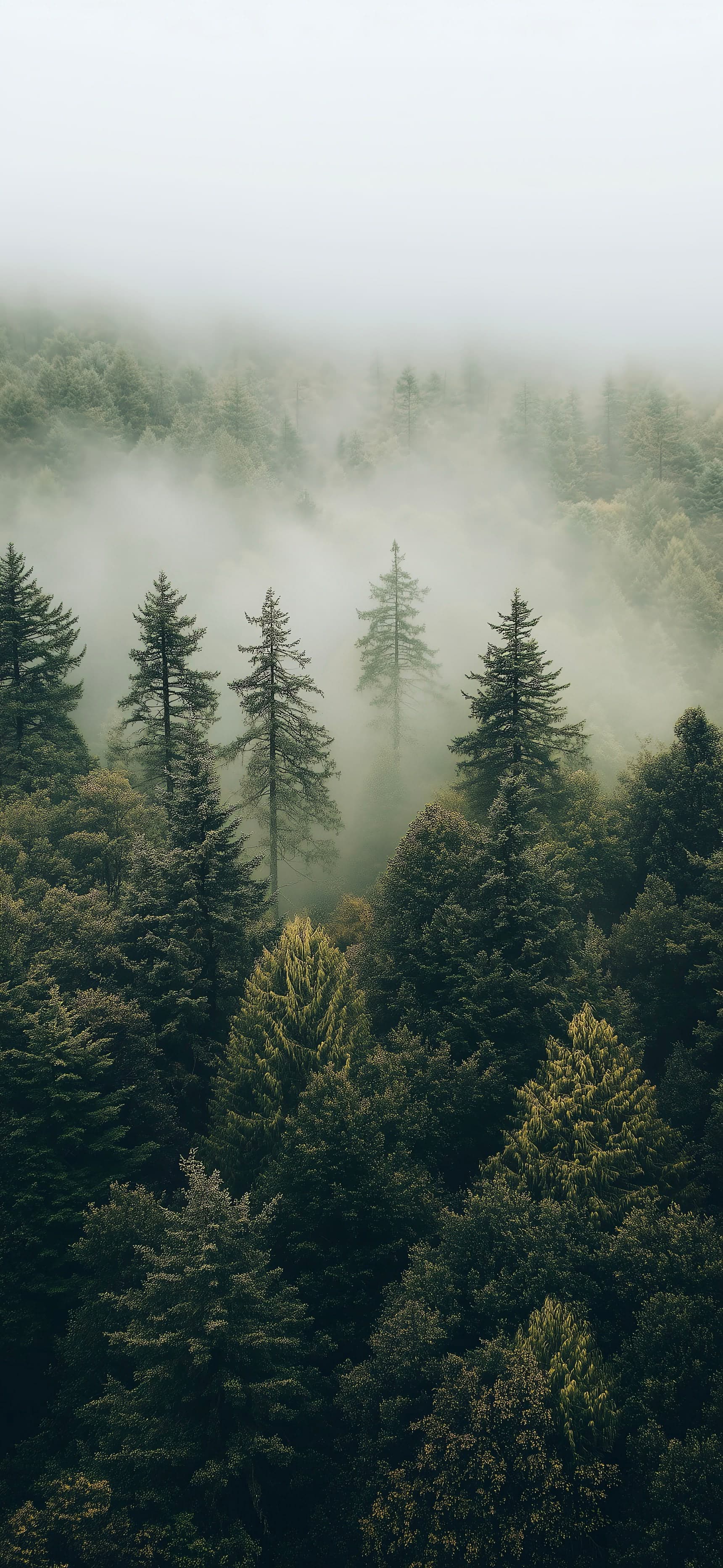 Verdant Canopy - free phone wallpaper