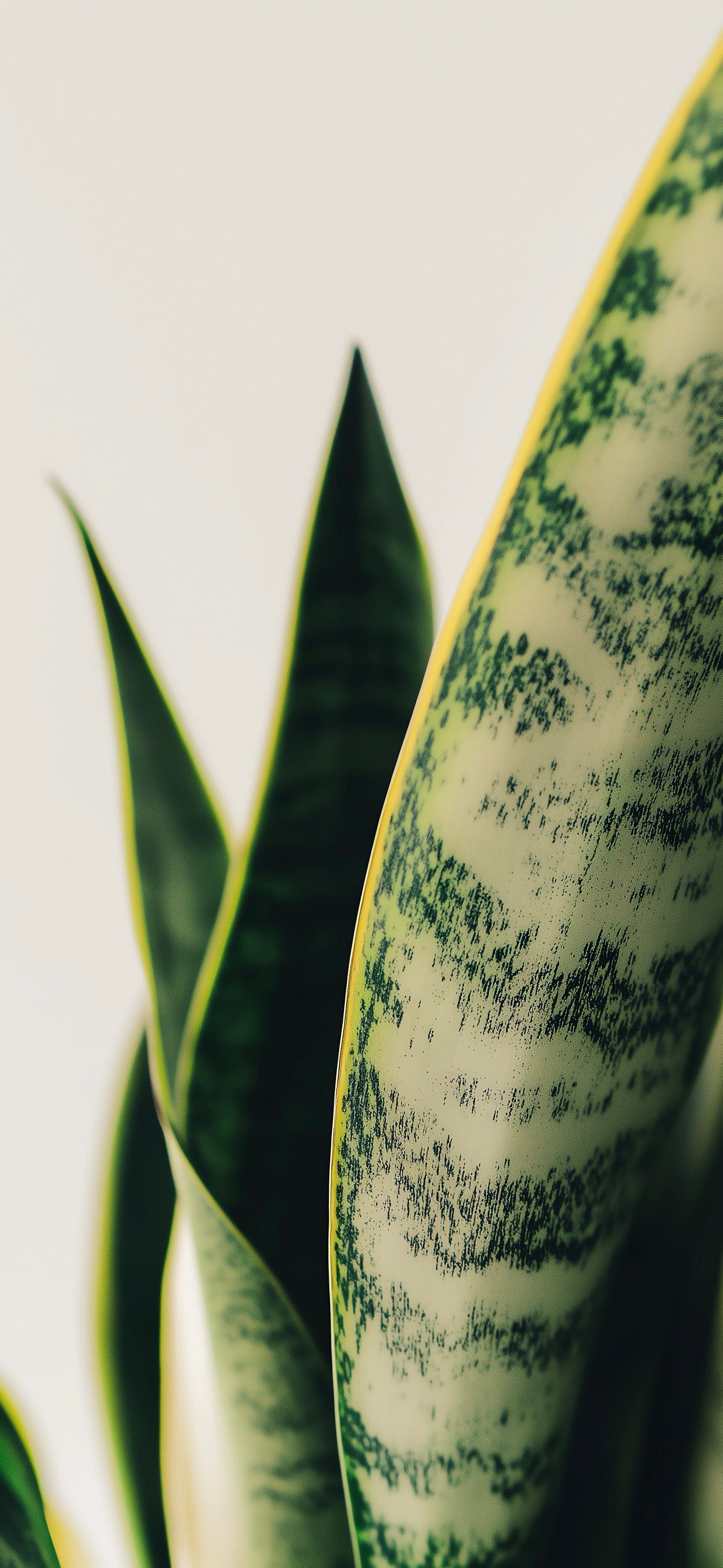 Snake Plant Close-up - free phone wallpaper