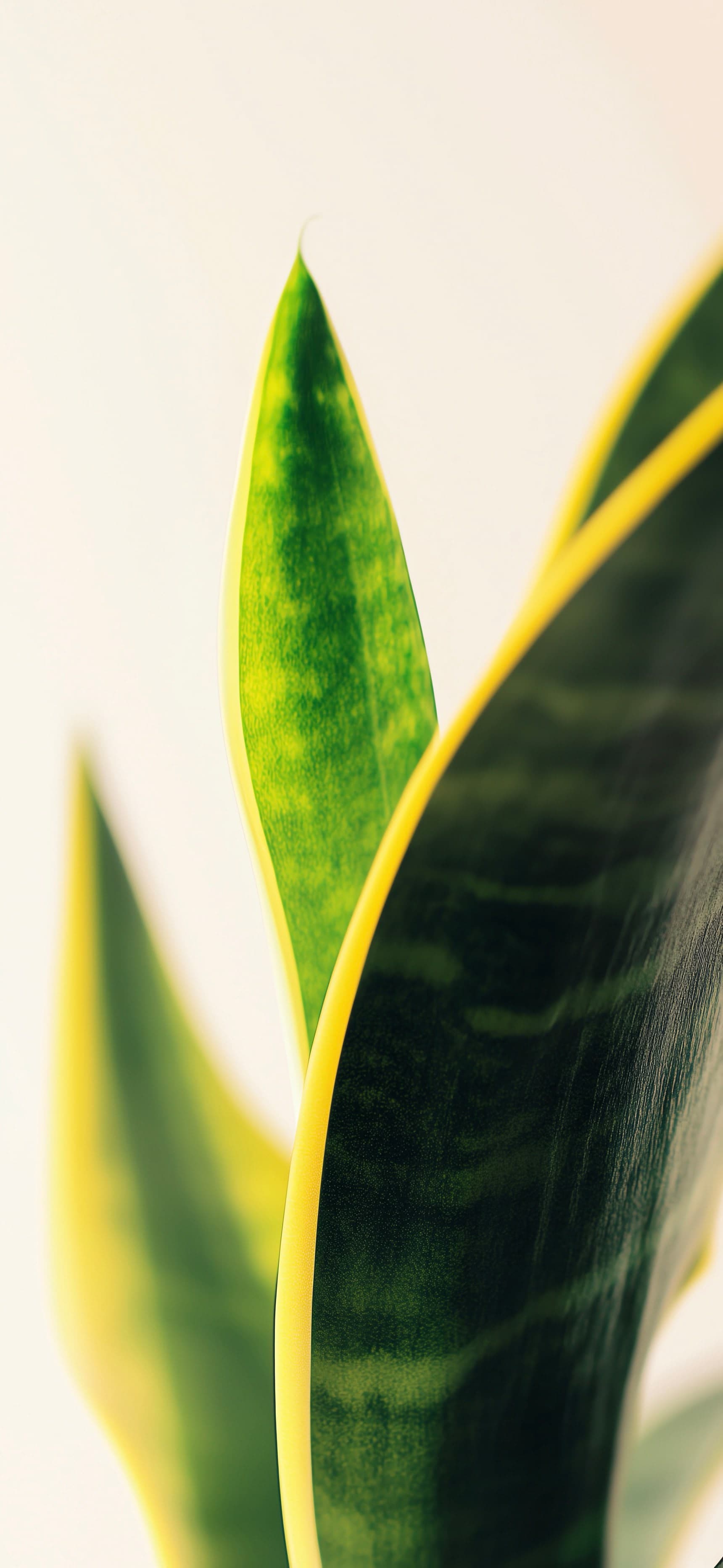 Green Leaf Detail - free phone wallpaper