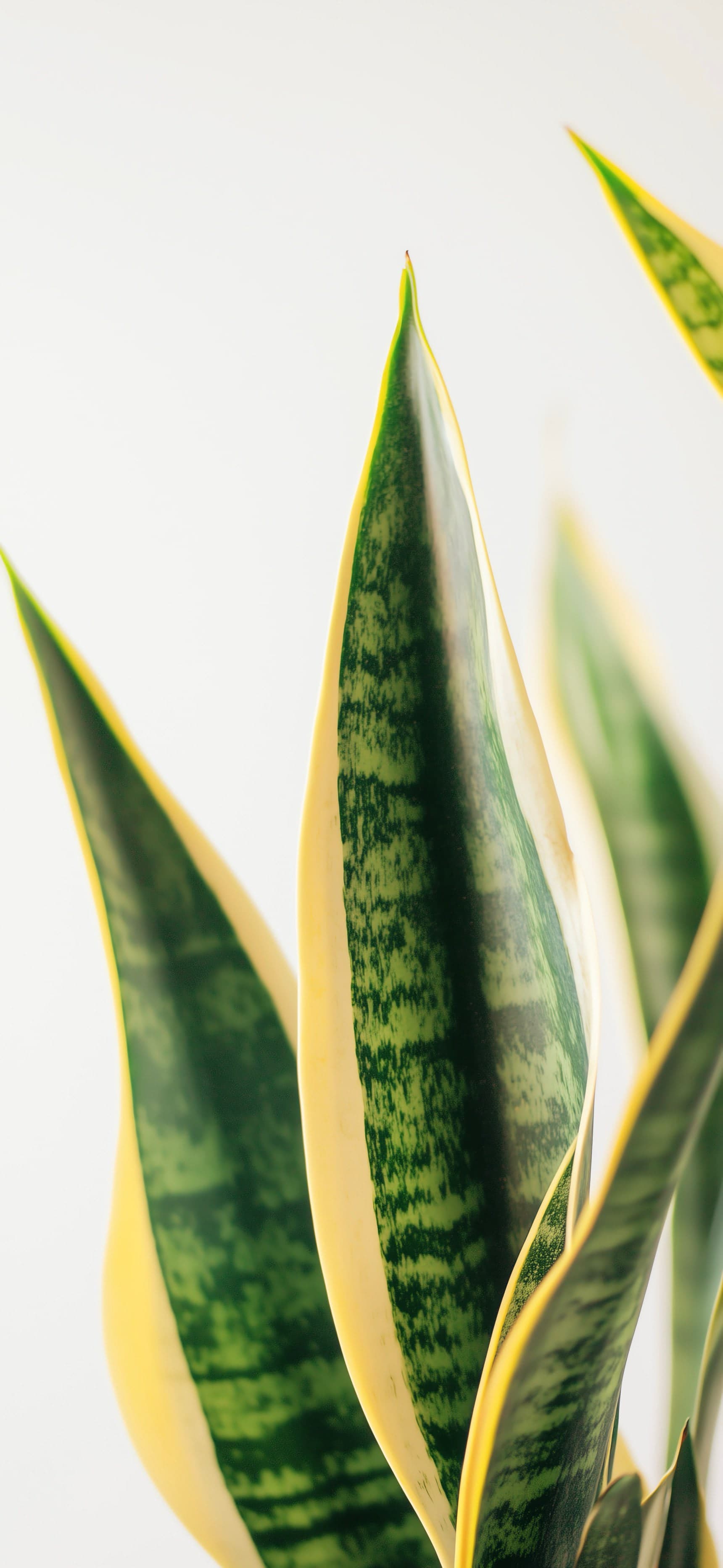Variegated Plant Detail - free phone wallpaper
