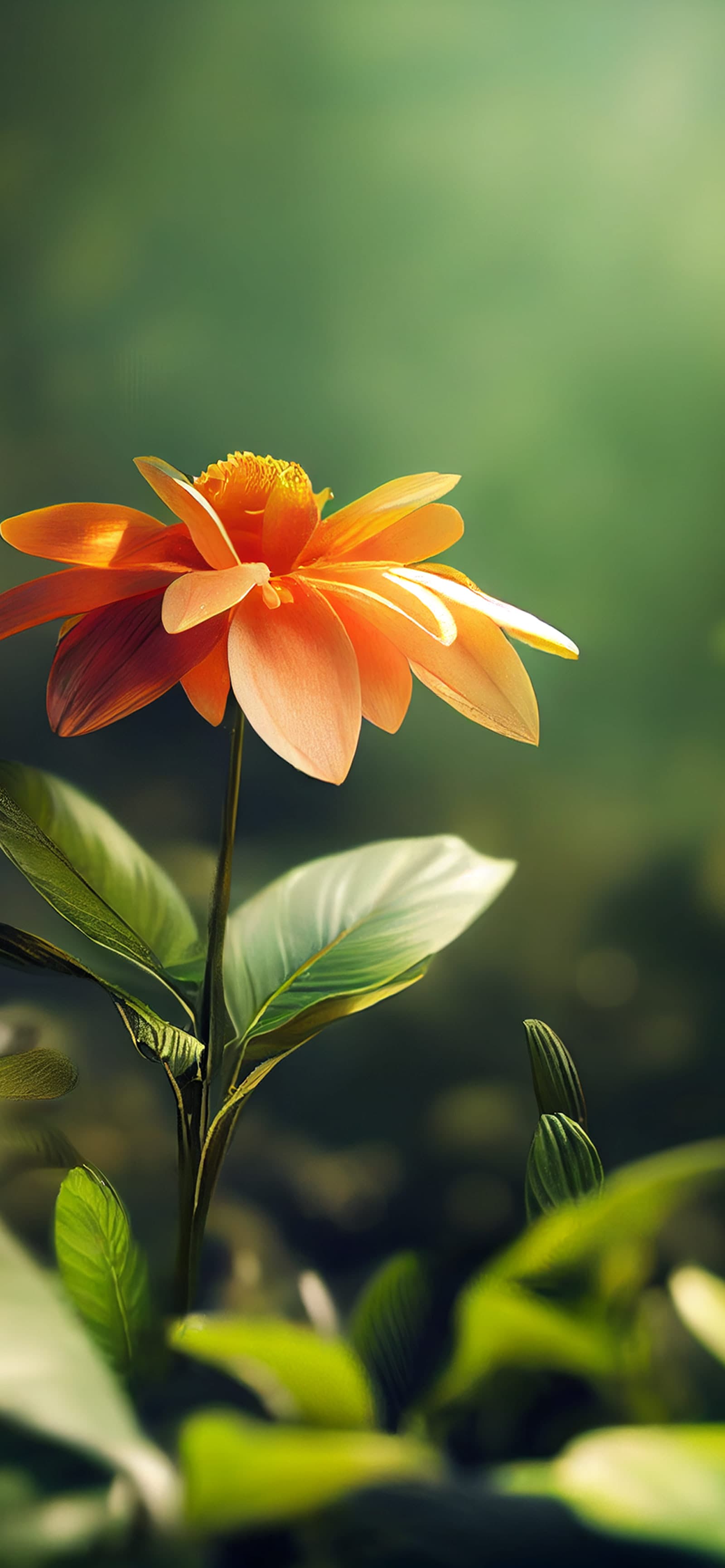 Orange Flower Bloom - Pro phone wallpaper