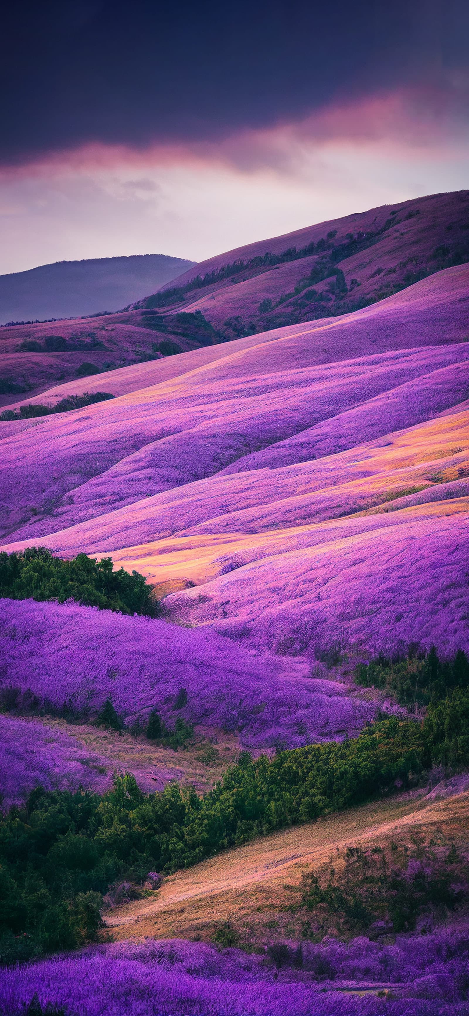 Lavender Field Hills - Pro phone wallpaper